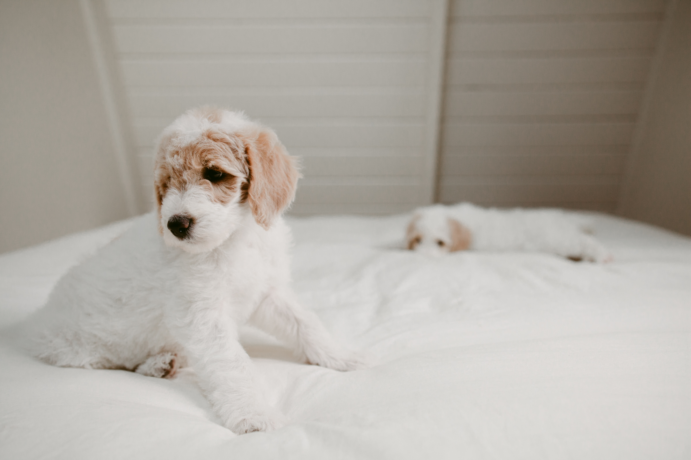 Puppy-35.jpg