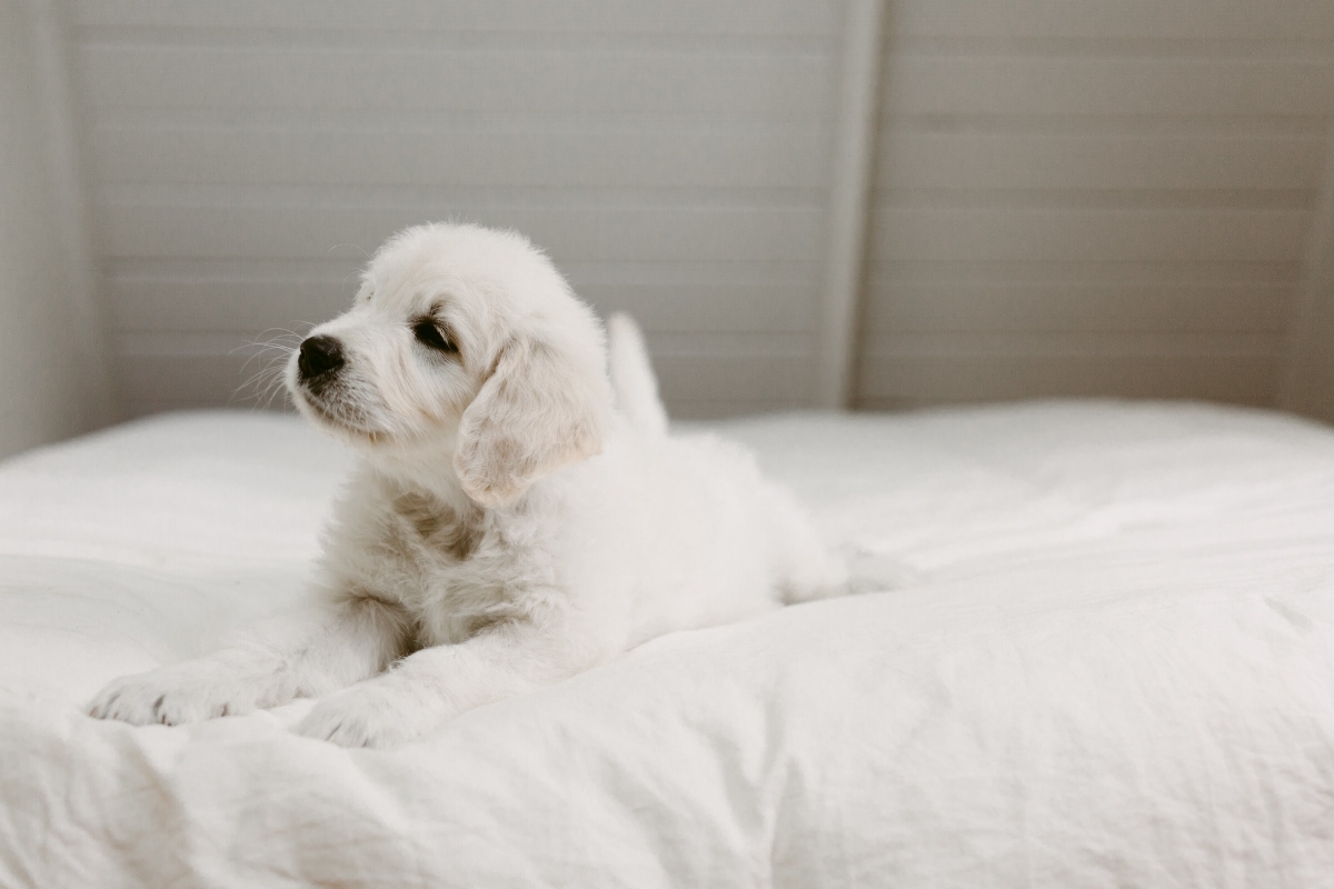 puppy-62.jpg