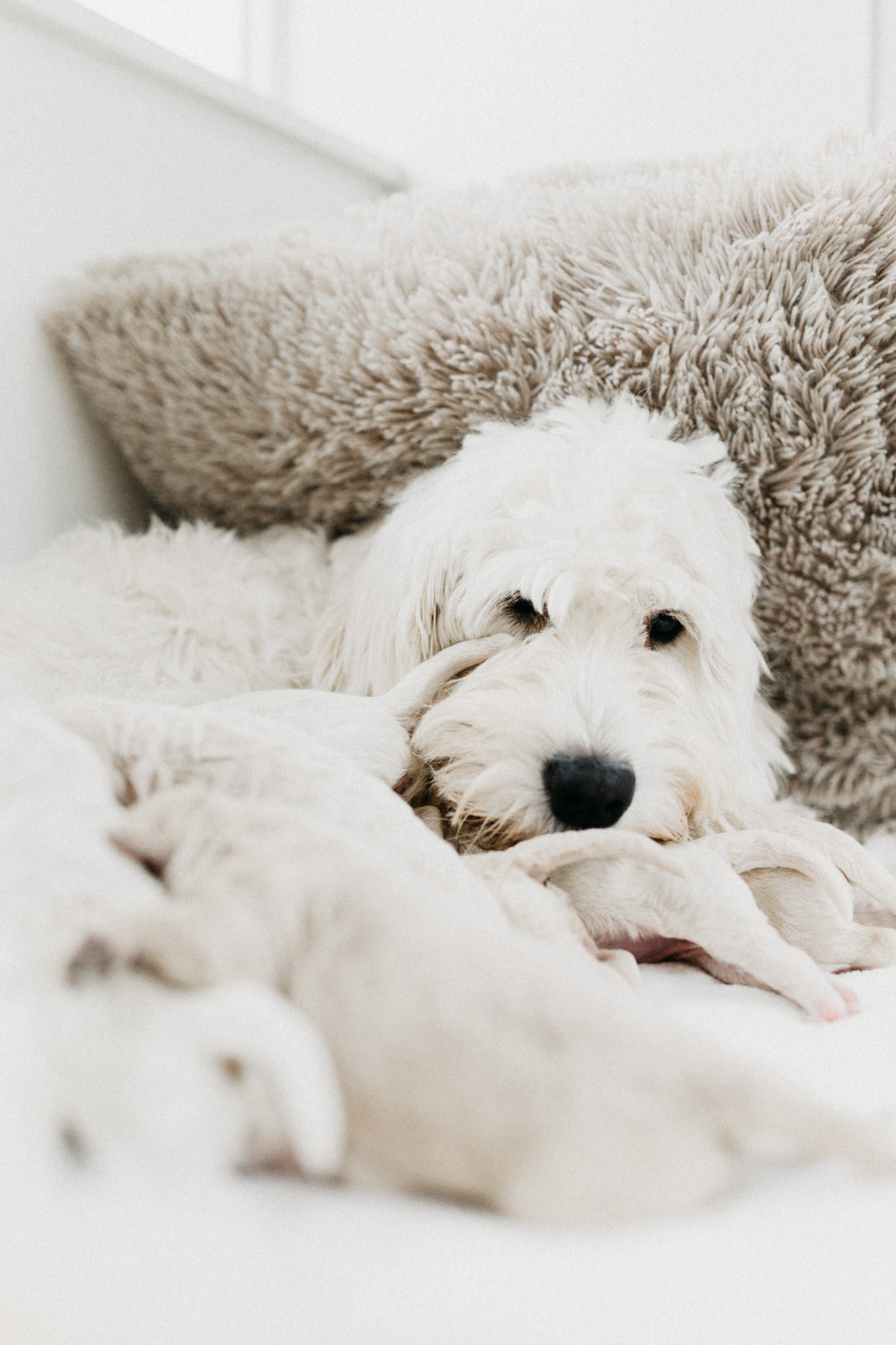 Puppies-Week-One-123.jpg