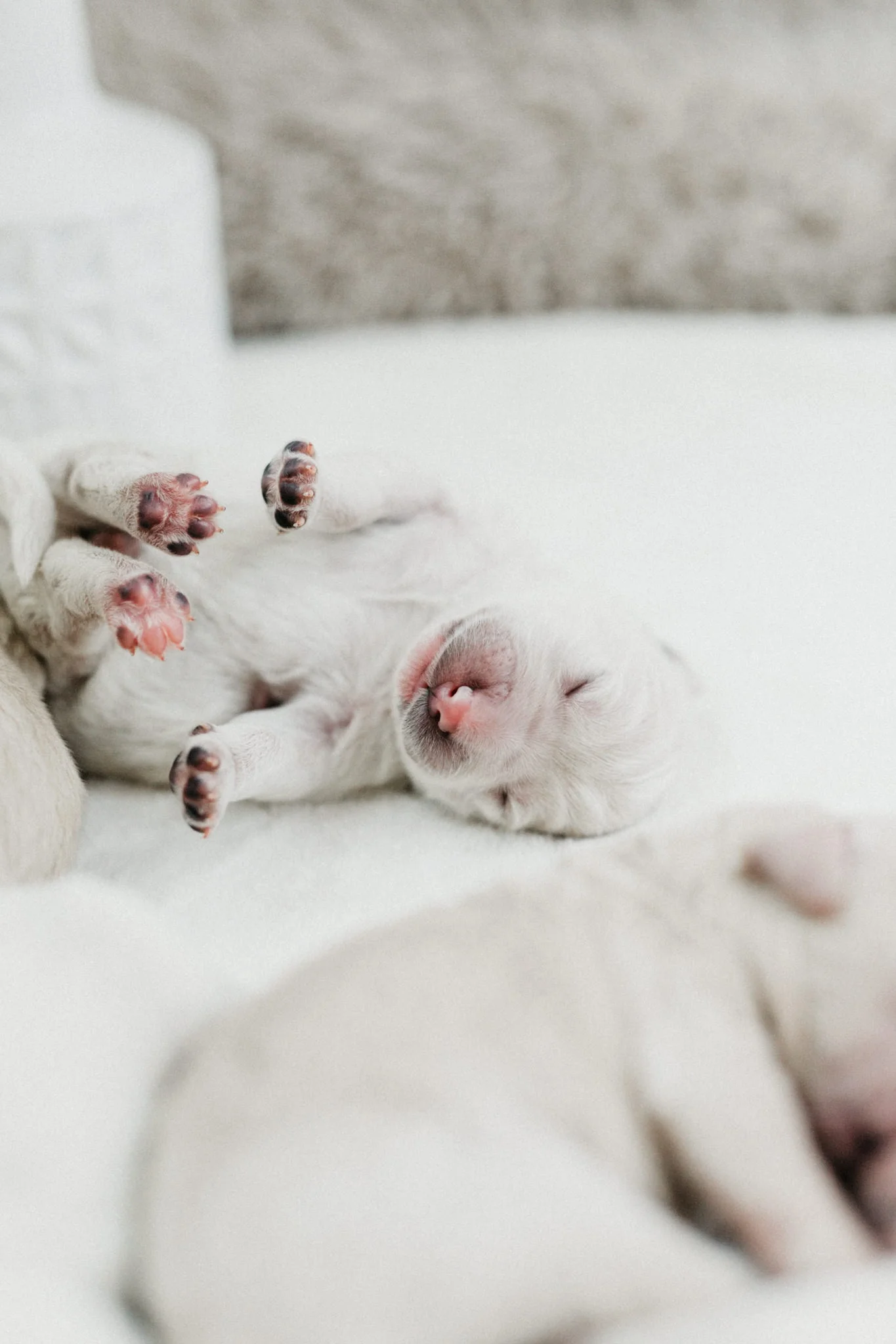 Puppies-Week-One-62.jpg