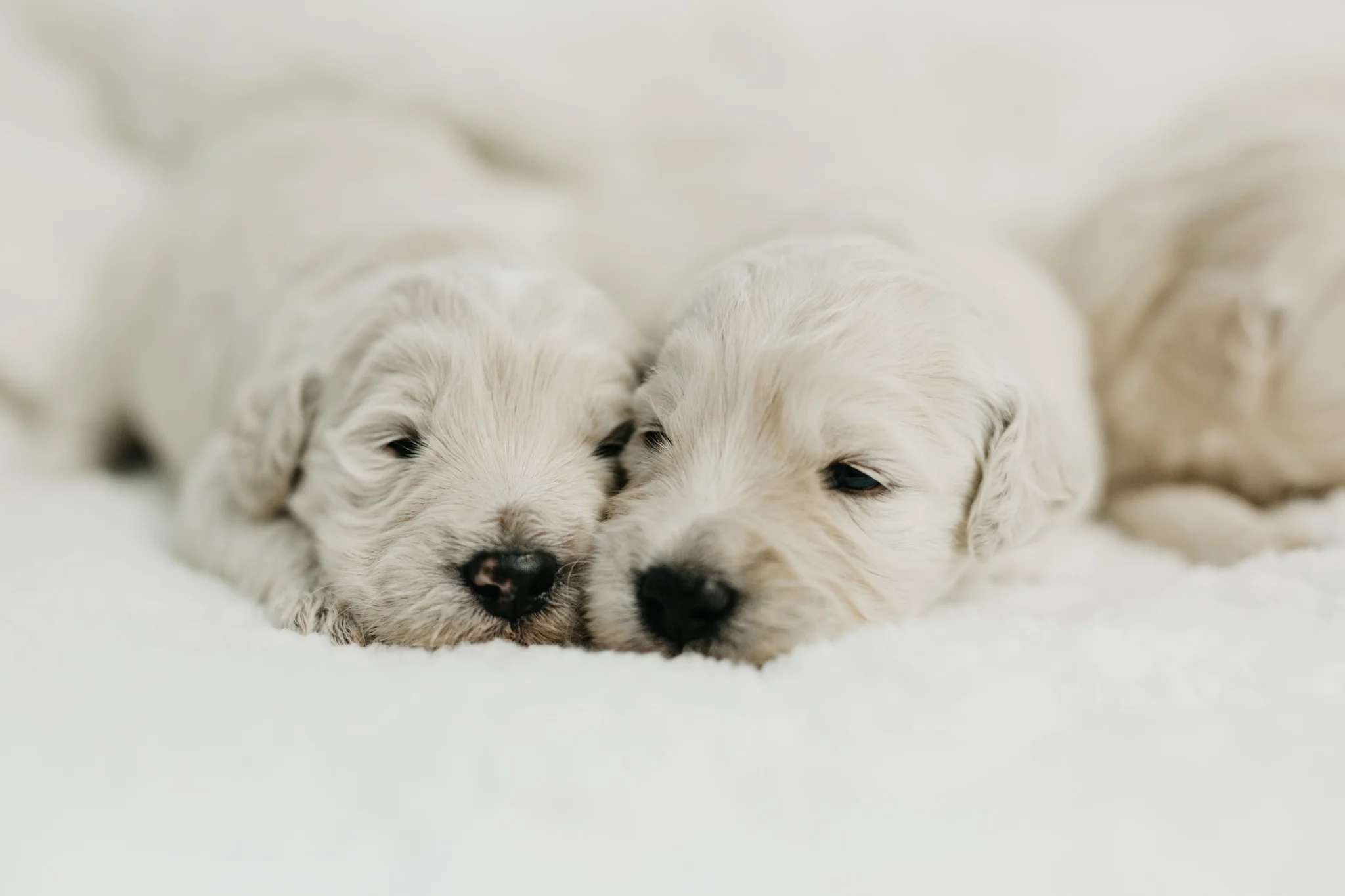 Puppies-Week-2-7.jpg