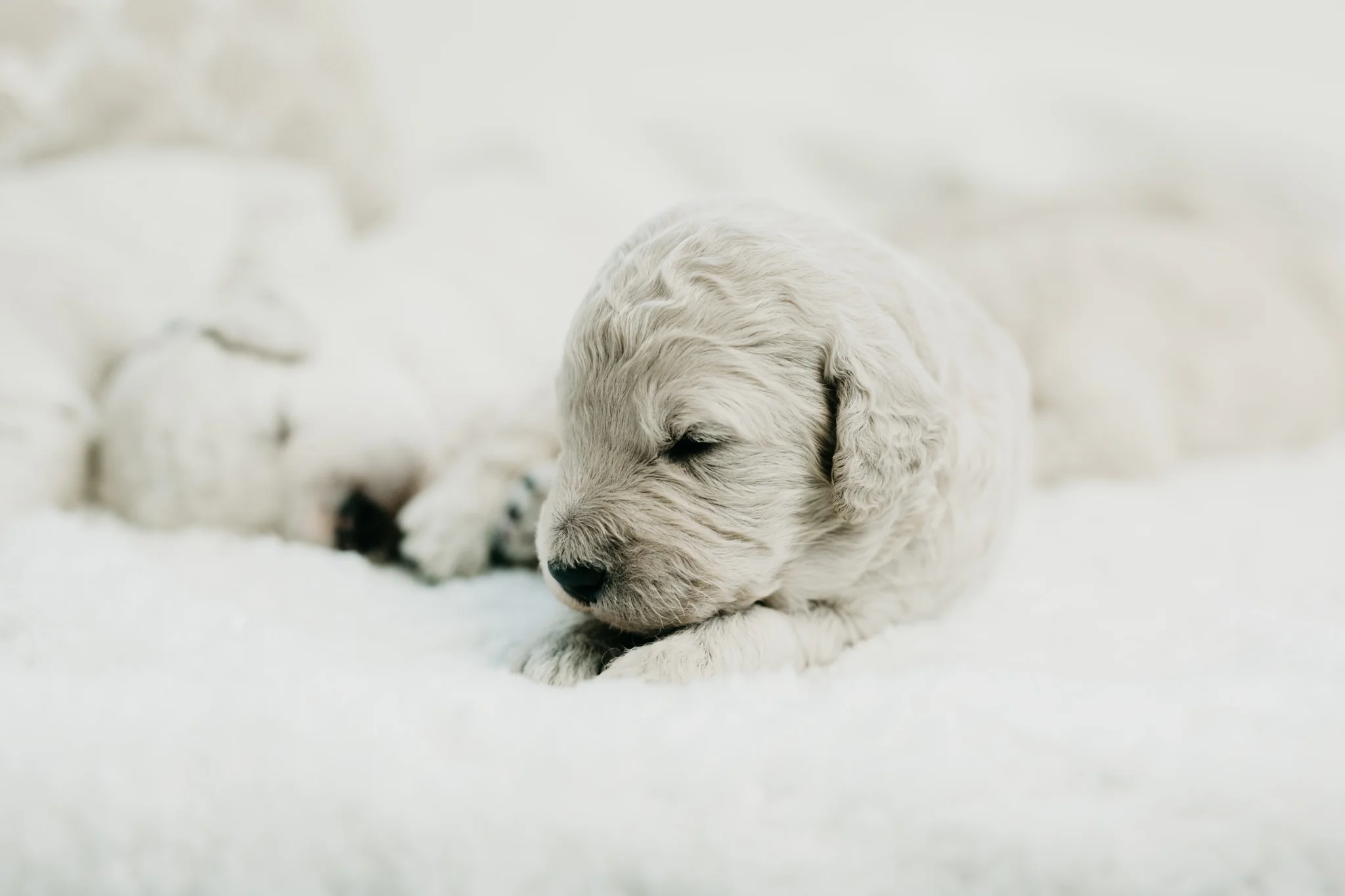 Puppies-Week-2-138.jpg