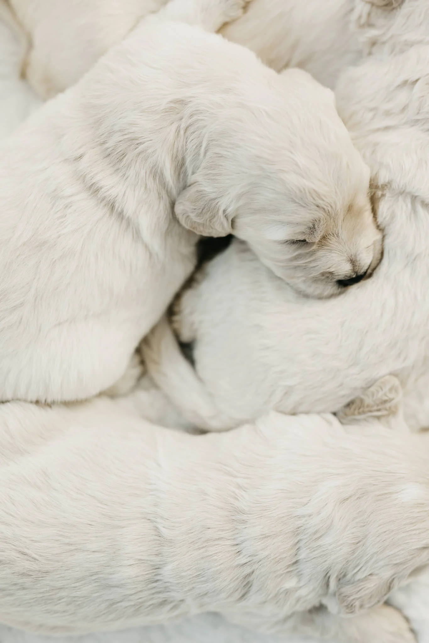 Puppies-Week-2-42.jpg
