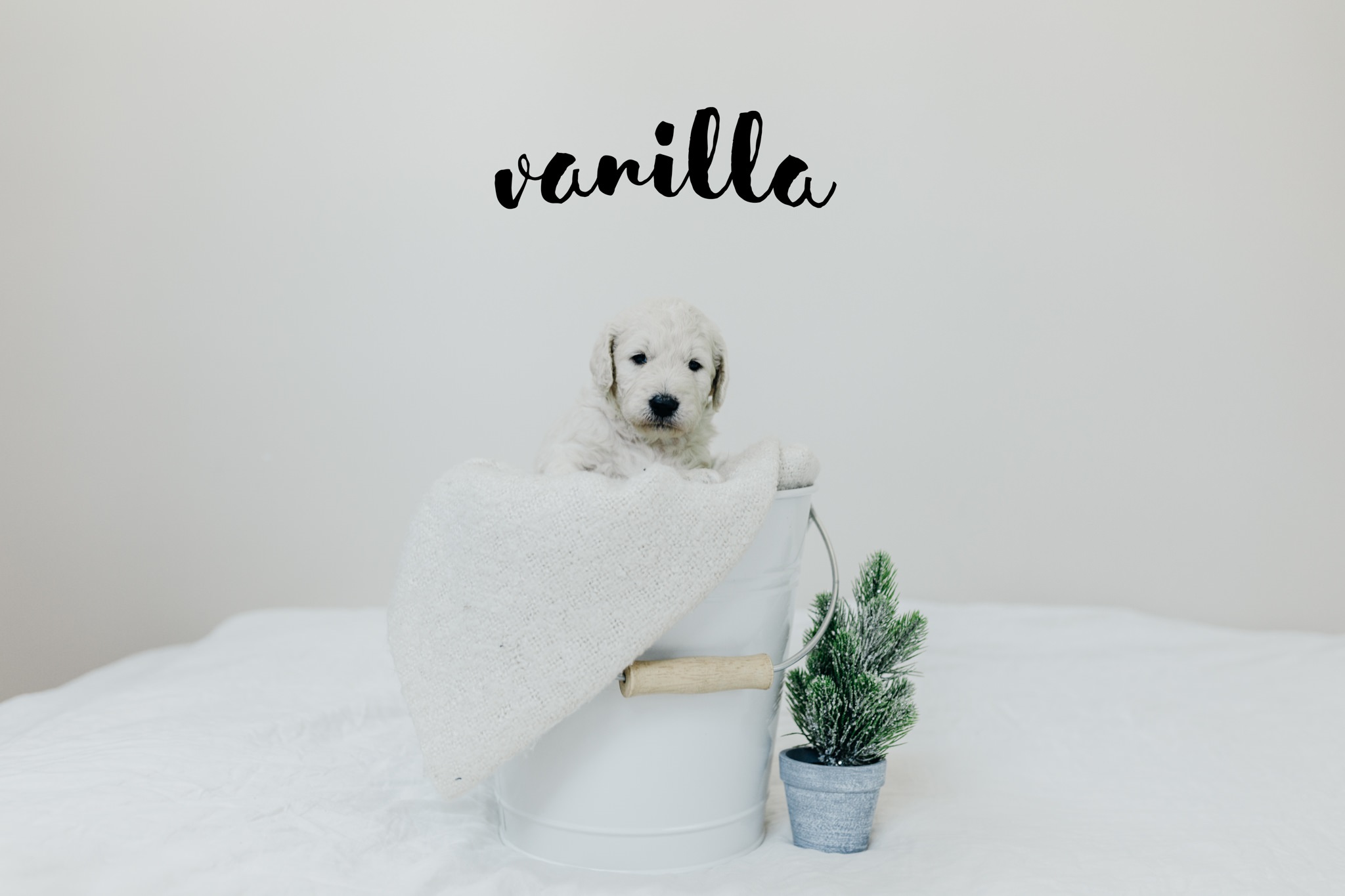 Puppies-Week-3 (1).jpg