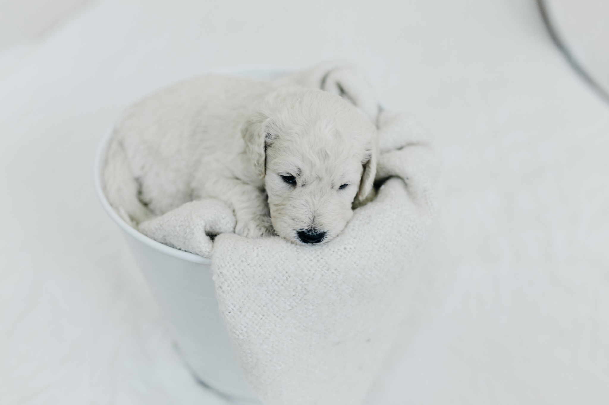 Puppies-Week-3-7.jpg