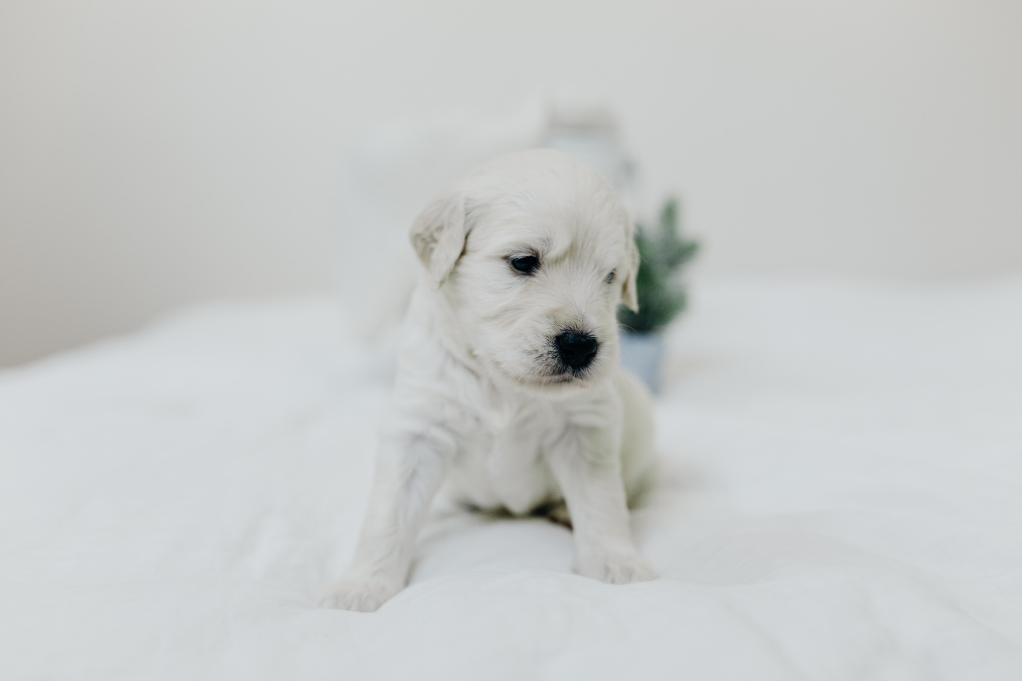 Puppies-Week-3-11.jpg