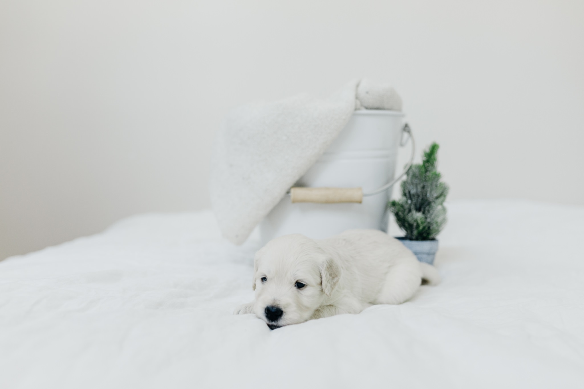 Puppies-Week-3-9.jpg