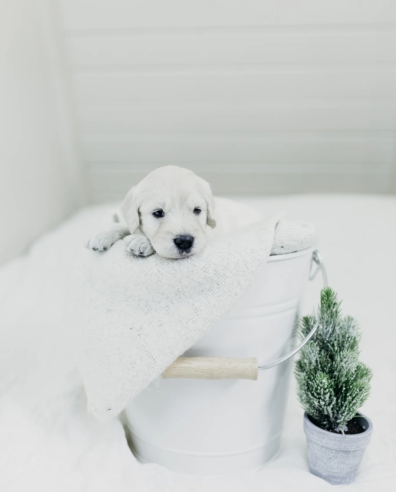 Puppies-Week-3 (2).jpg