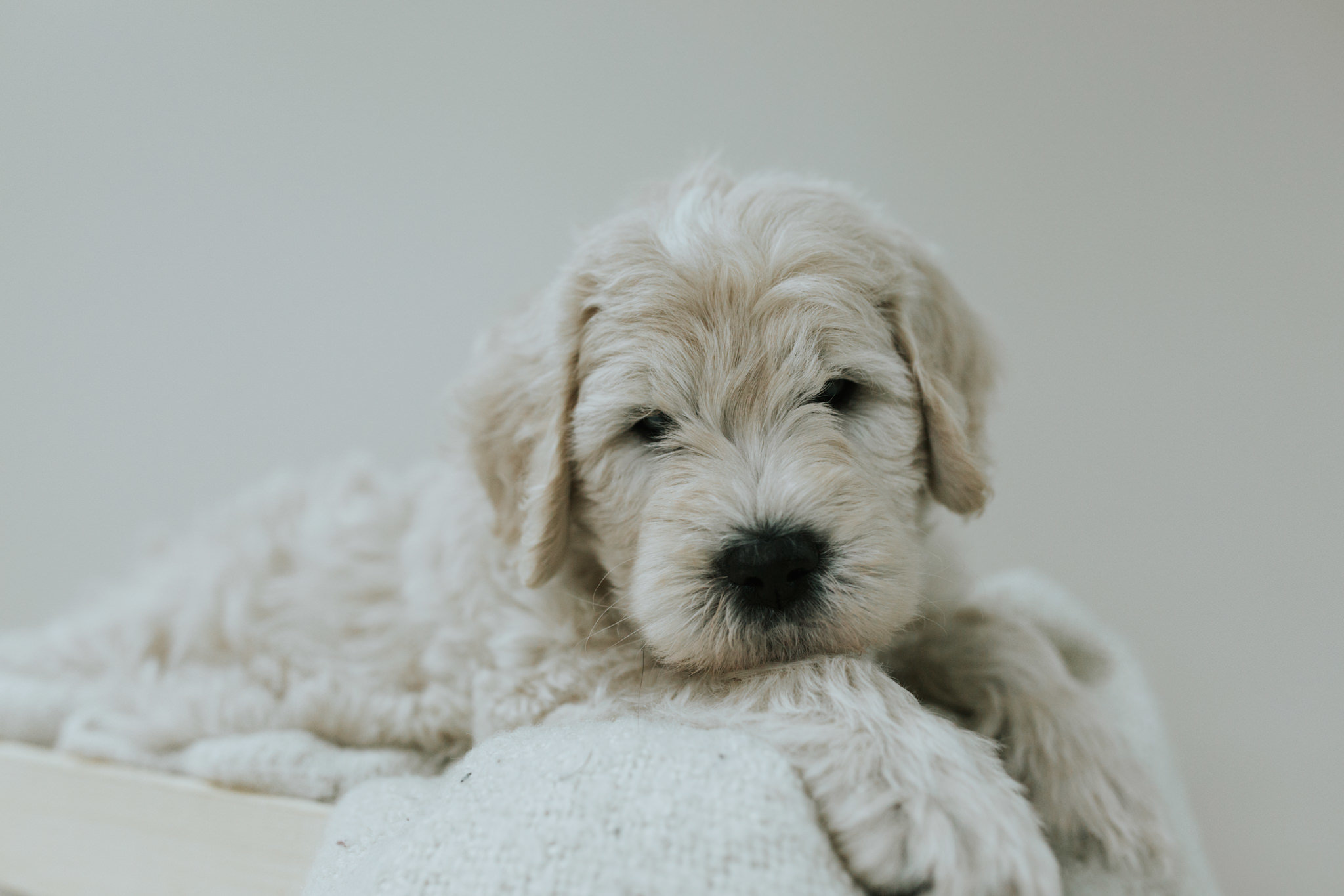 Puppies-Week-6-135.jpg