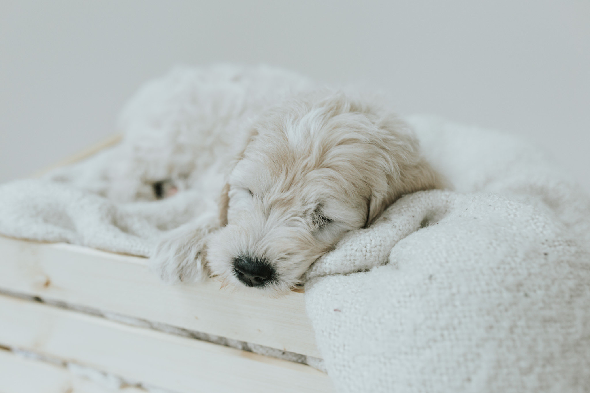Puppies-Week-6-123.jpg