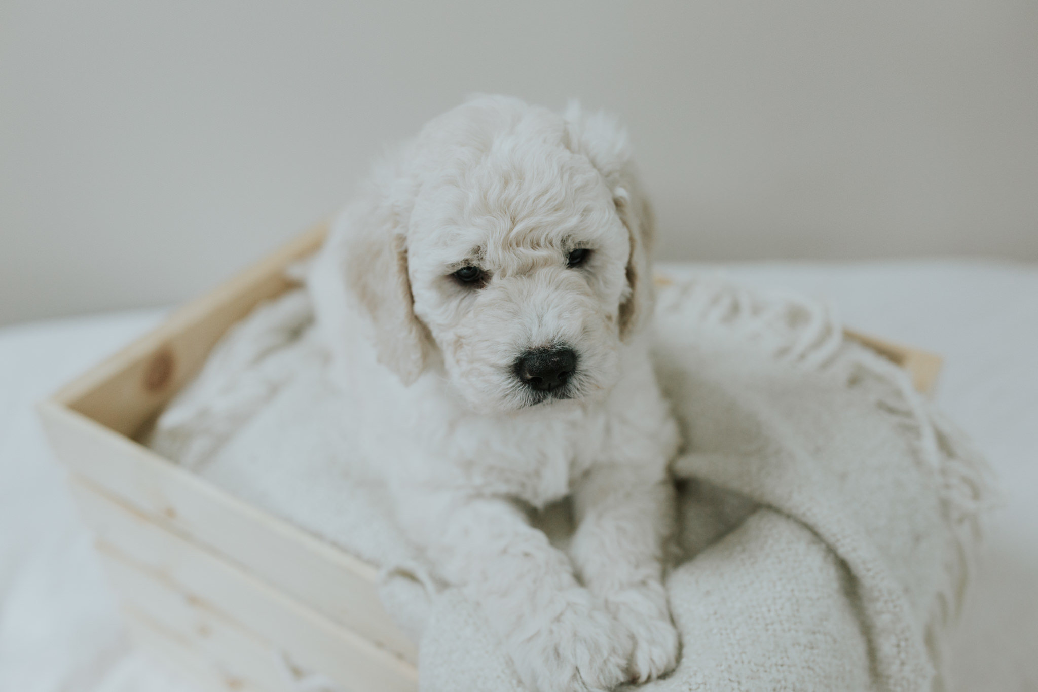 Puppies-Week-6-86.jpg
