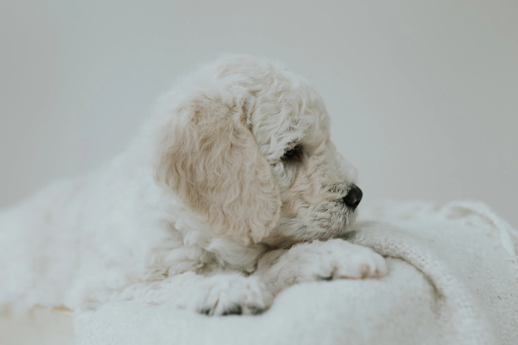 Puppies-Week-6-89.jpg