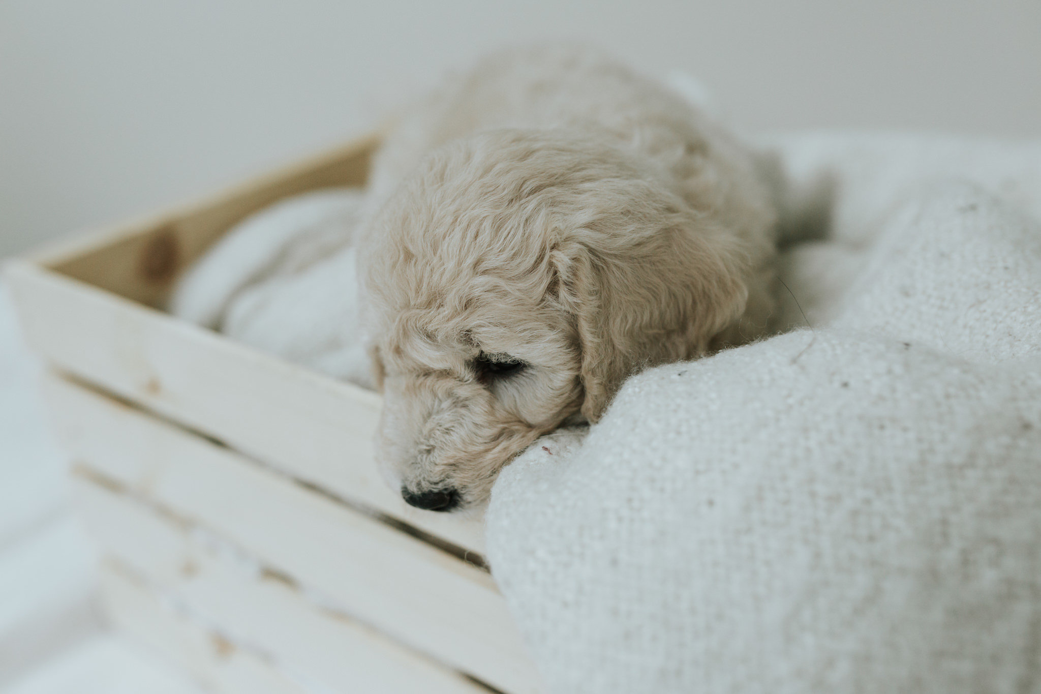 Puppies-Week-6-116.jpg