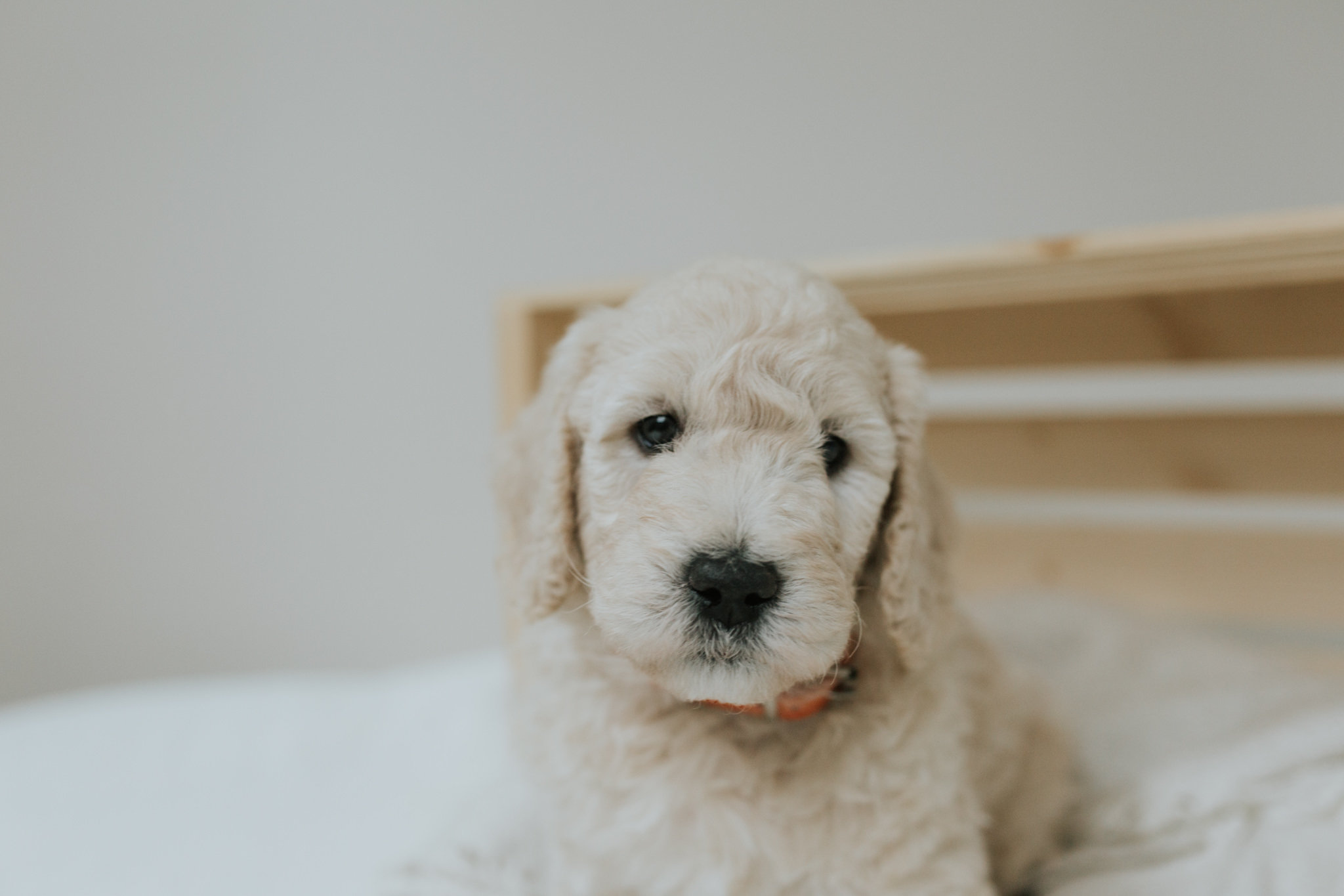 Puppies-Week-6-113.jpg