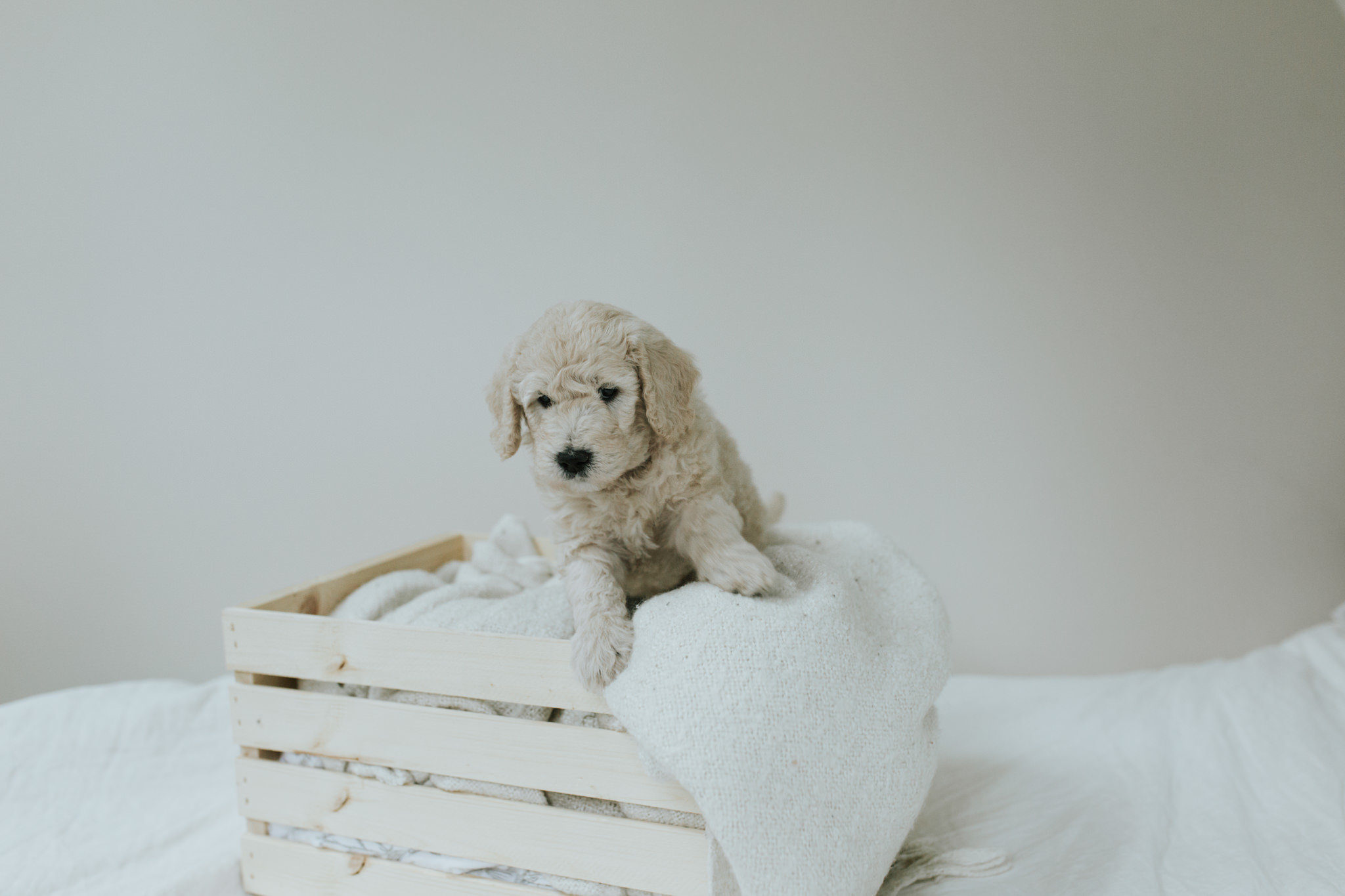 Puppies-Week-6-117.jpg