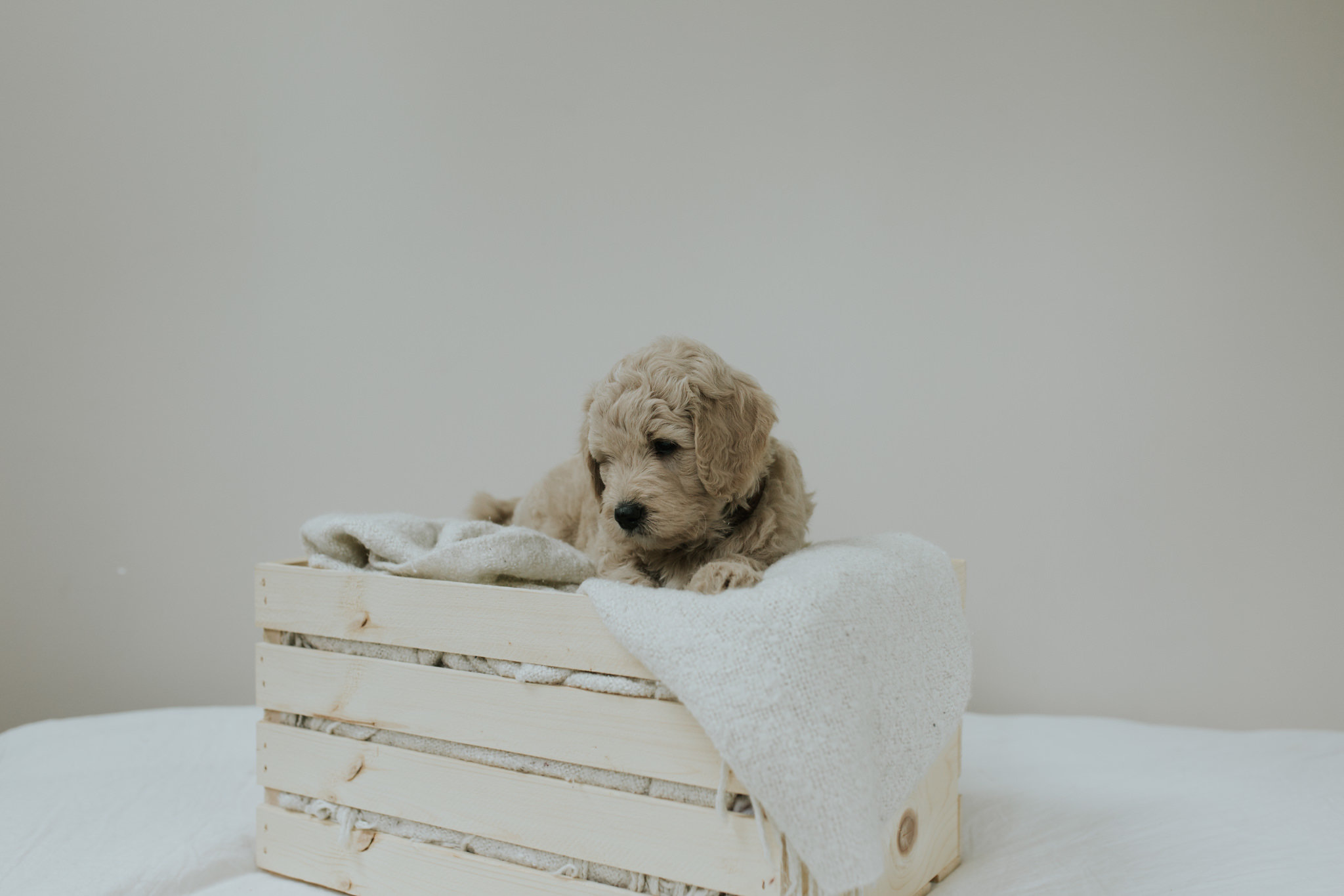 Puppies-Week-6-36.jpg