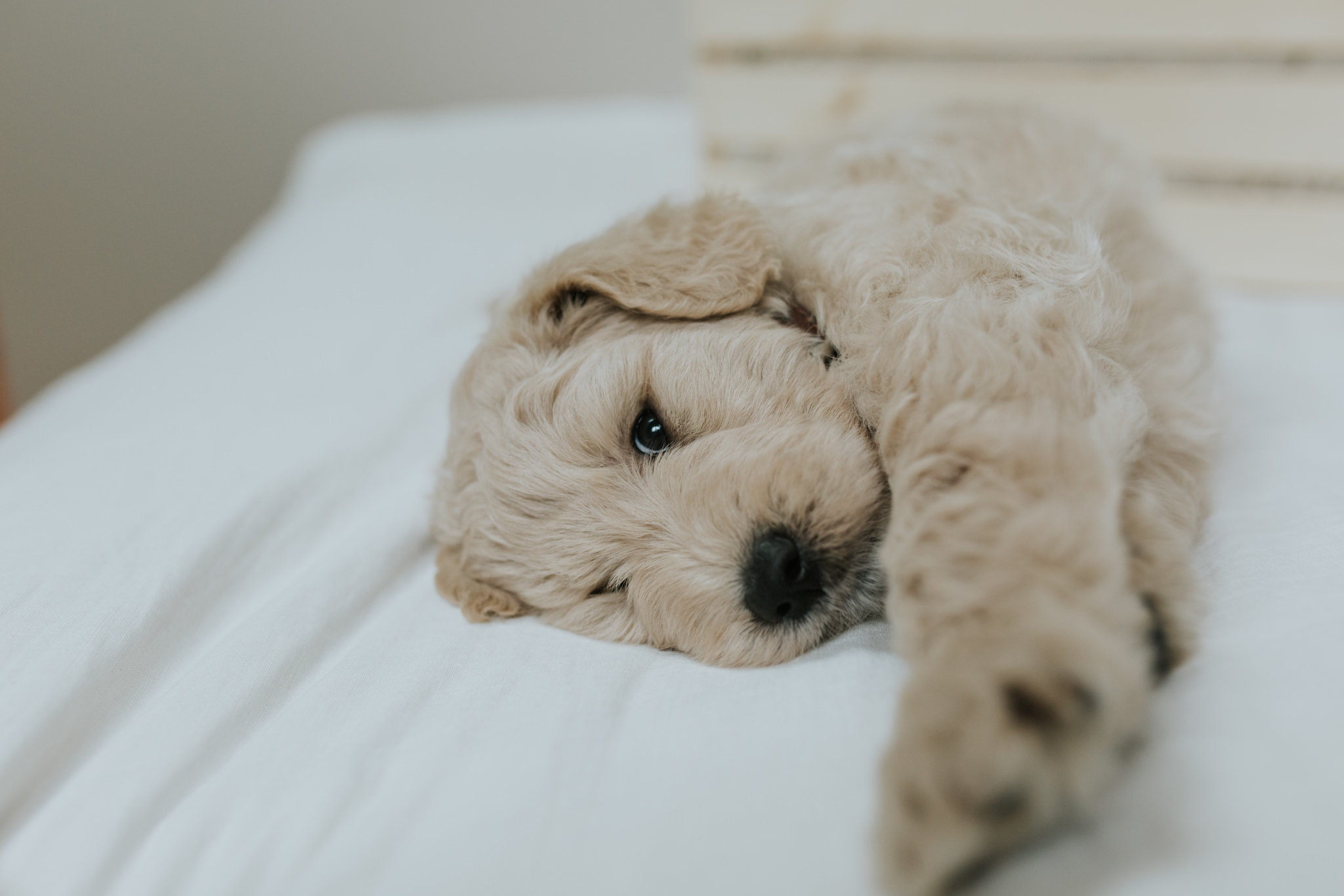 Puppies-Week-6-27.jpg