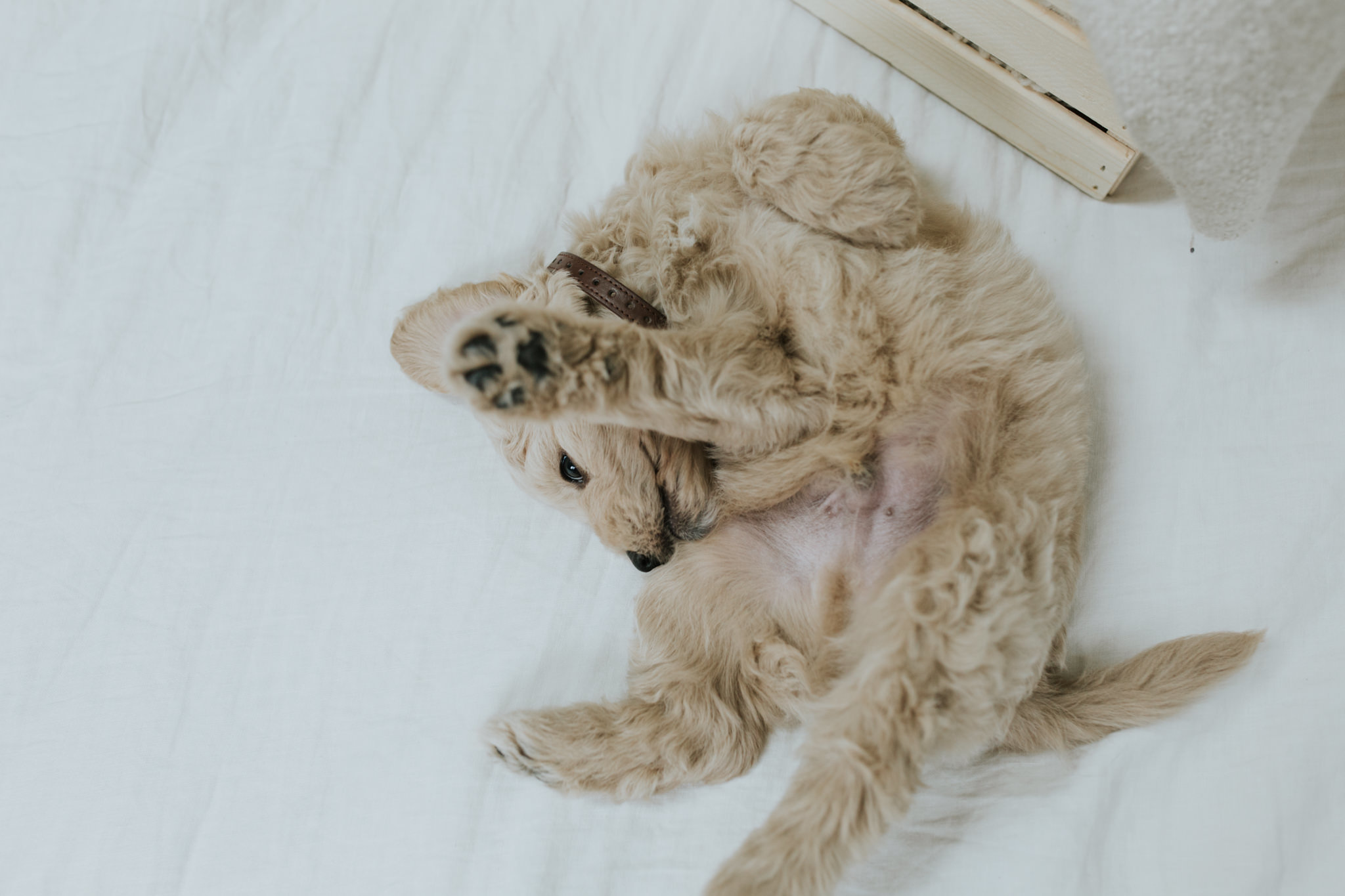 Puppies-Week-6-30.jpg