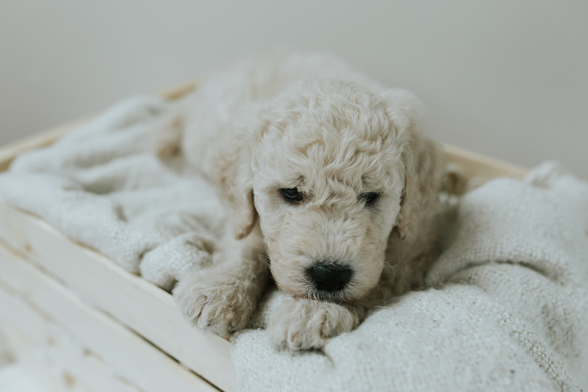 Puppies-Week-6-150.jpg