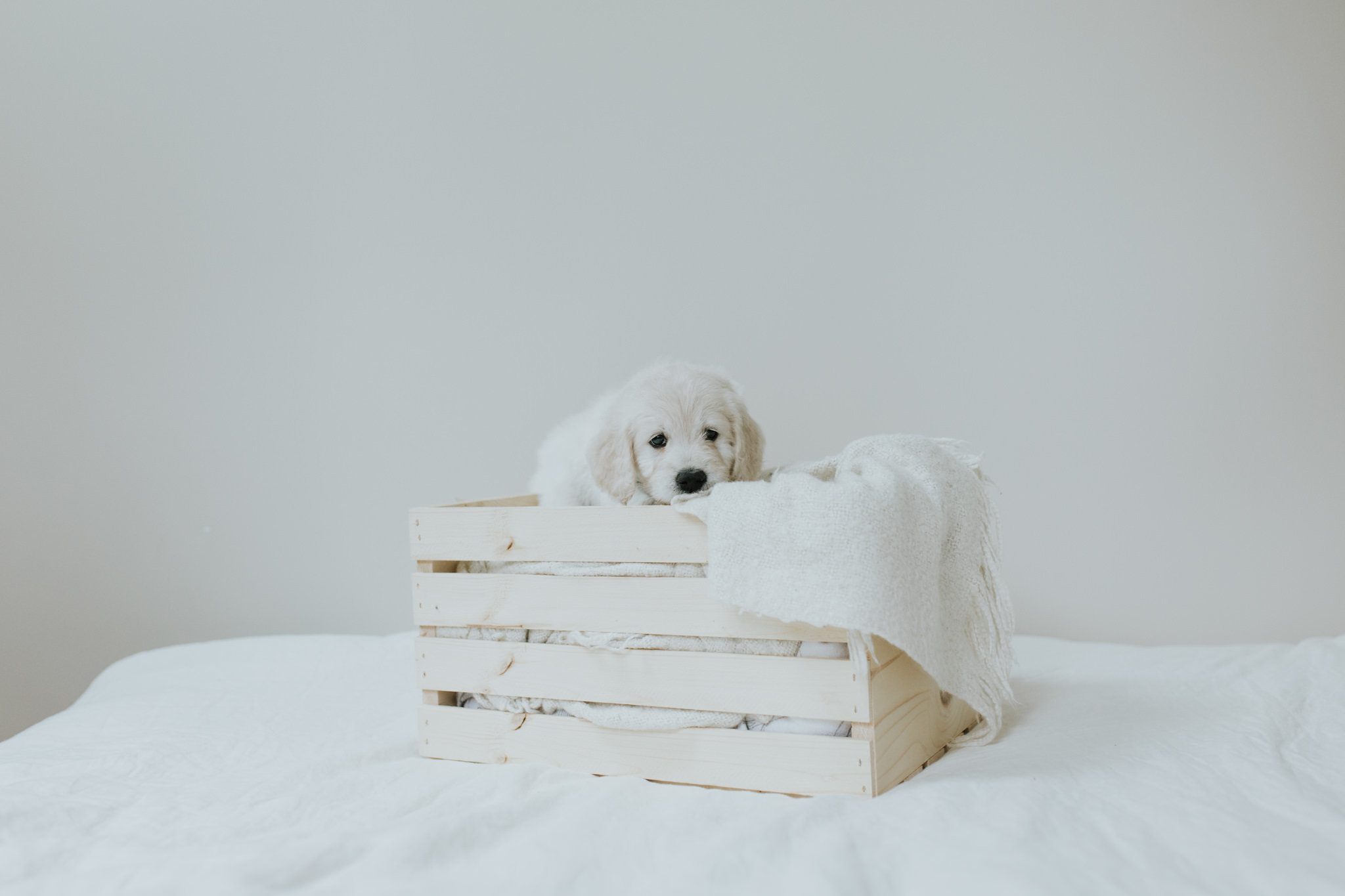 Puppies-Week-6-99.jpg