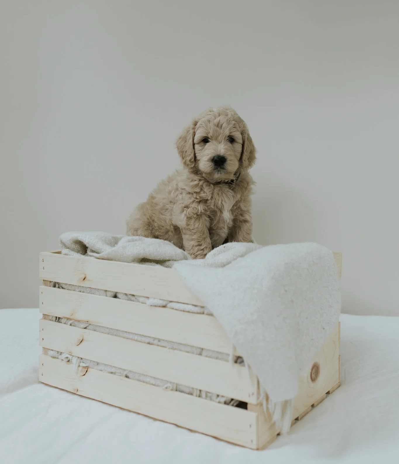 Puppies-Week-6-35.jpg
