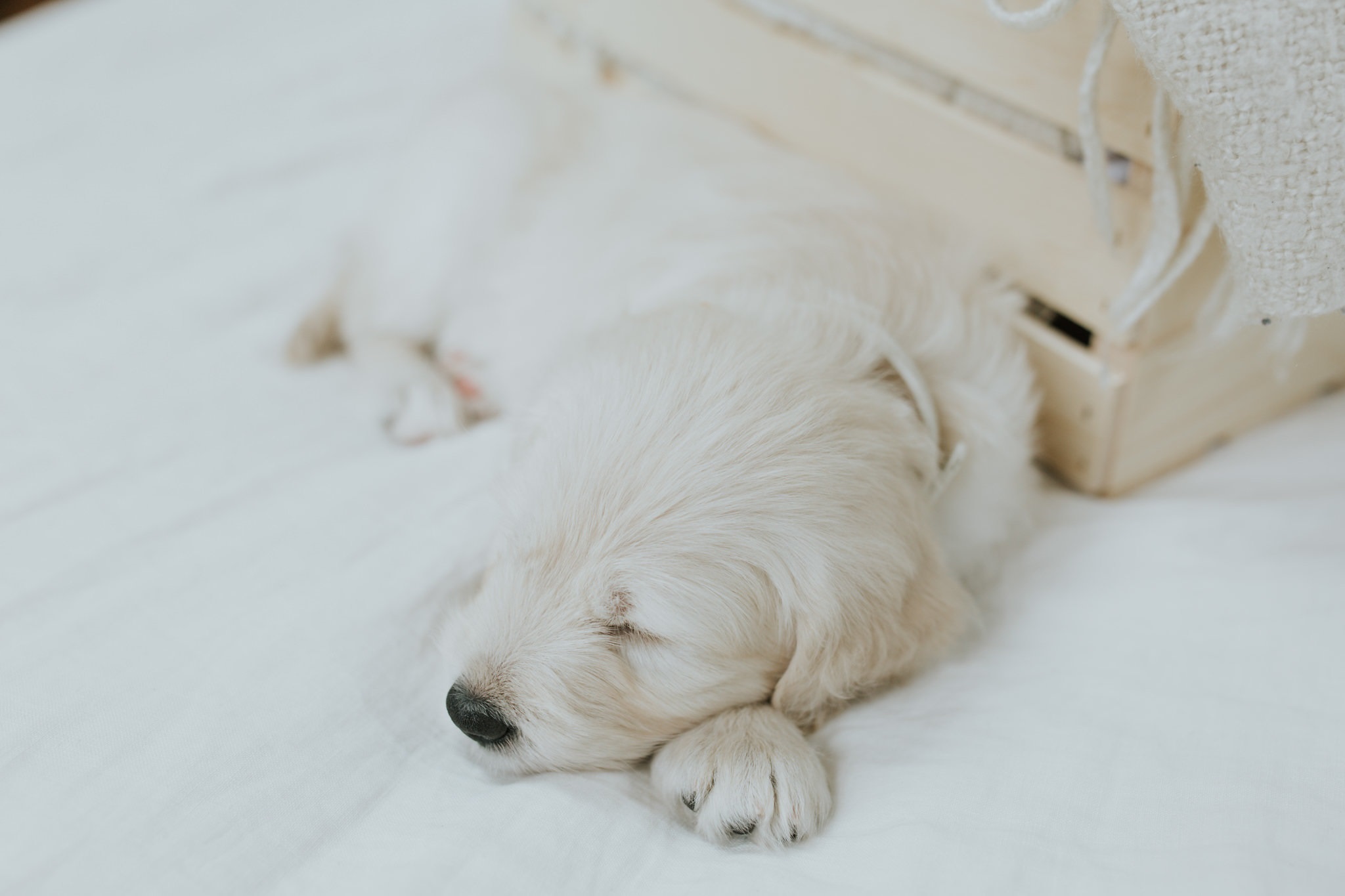 Puppies-Week-6-14.jpg