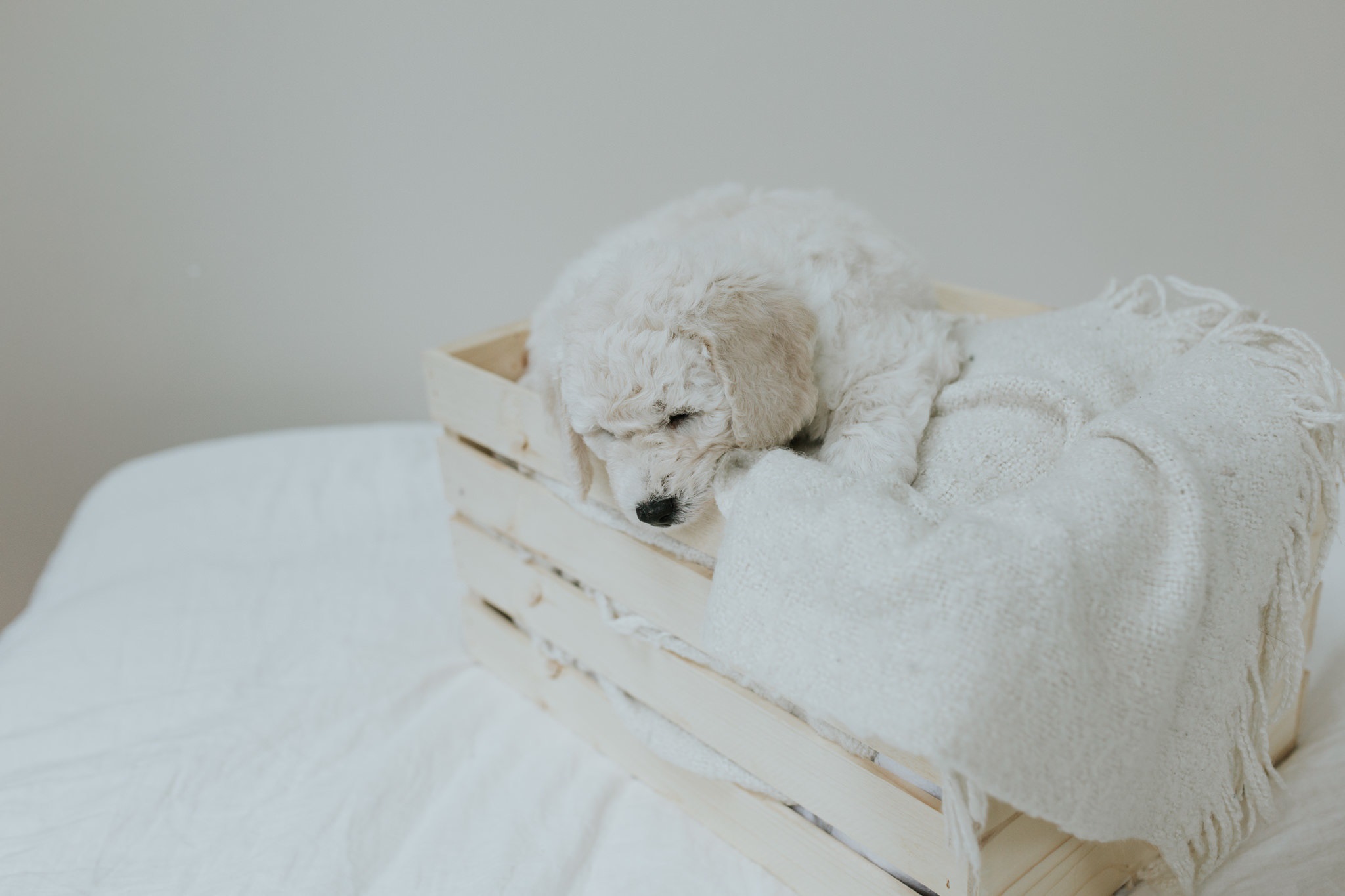 Puppies-Week-6-93.jpg