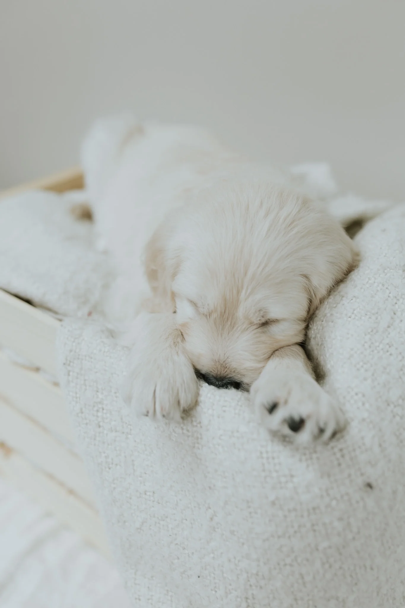 Puppies-Week-6-8.jpg