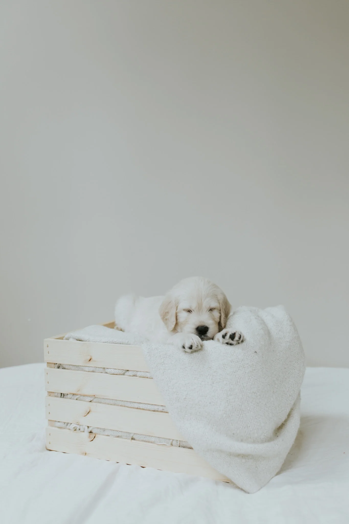 Puppies-Week-6-6.jpg
