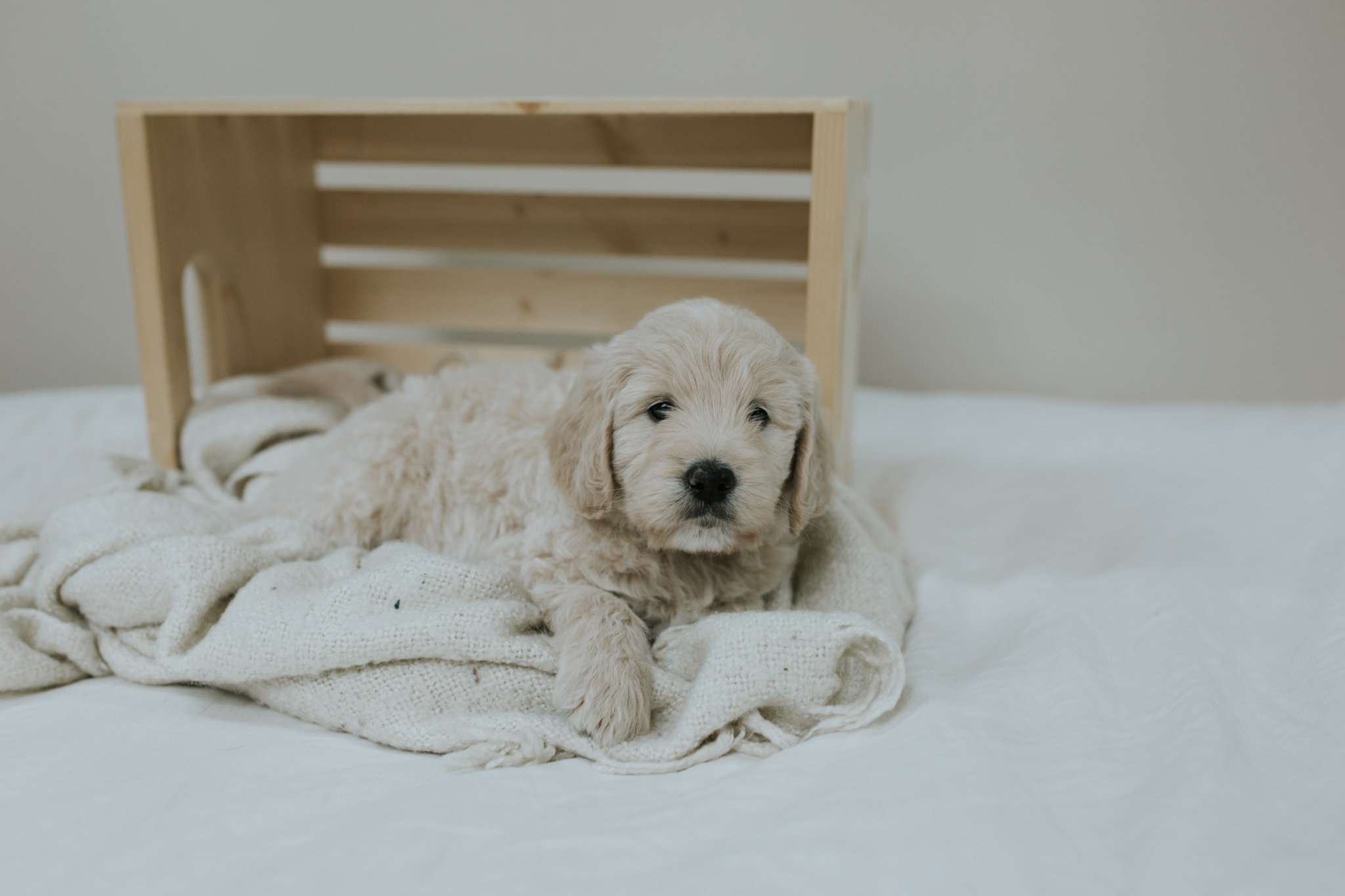 Puppies-Week-6-63.jpg