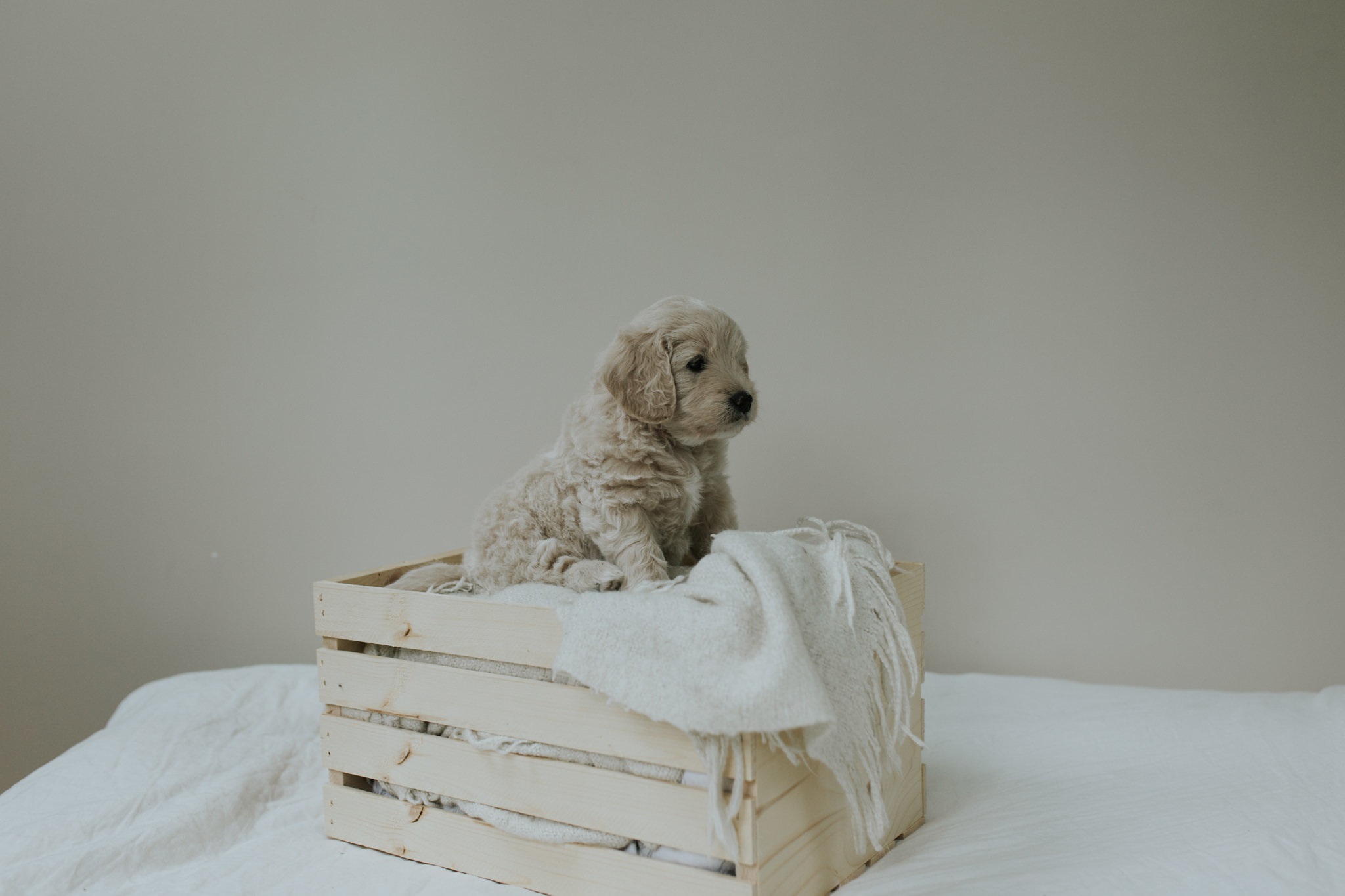 Puppies-Week-6-72.jpg