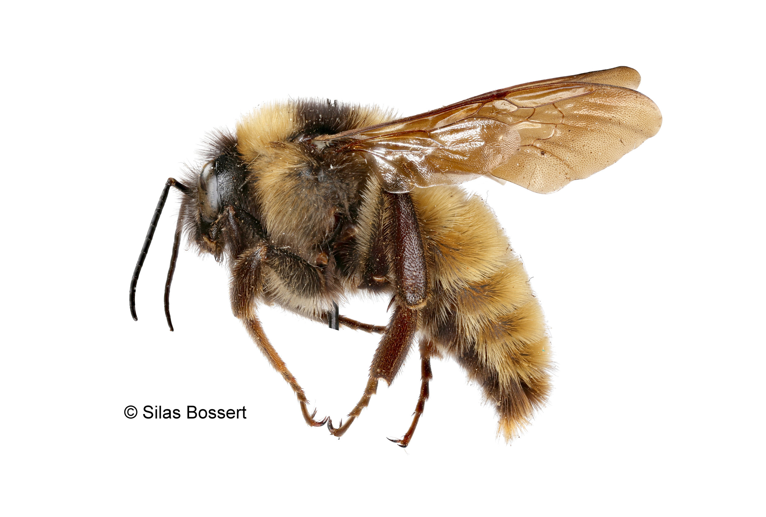 Bombus.jpg