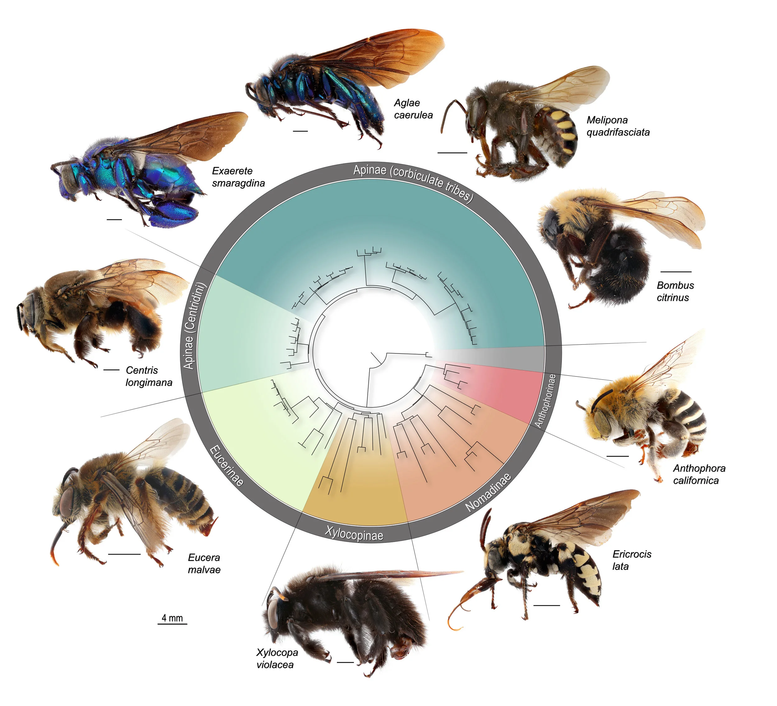 The phylogeny of Apidae, inferred from a combined data set of transcriptomes and ultraconserved elements (UCEs). If you are interested in details about the study, please find the article in the papers section .
