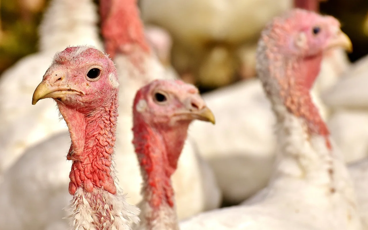 turkeys-2940378_1280.jpg