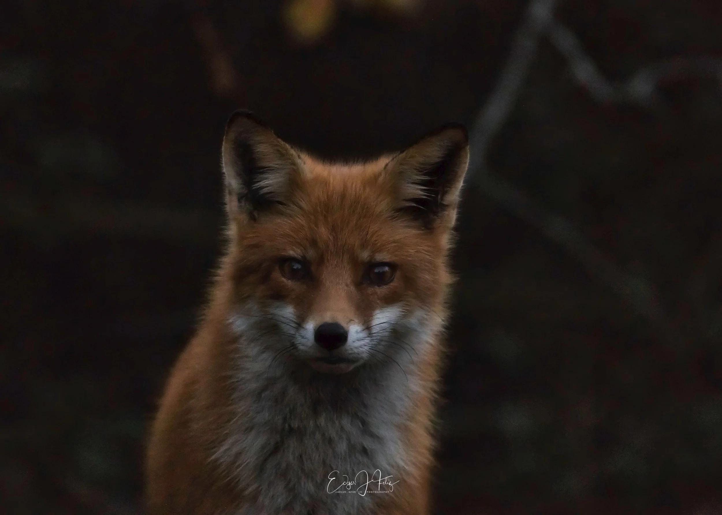 FoxAtBeach-1520628244494.jpg