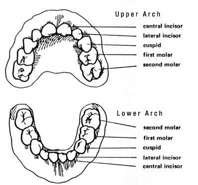 Teeth Age Chart