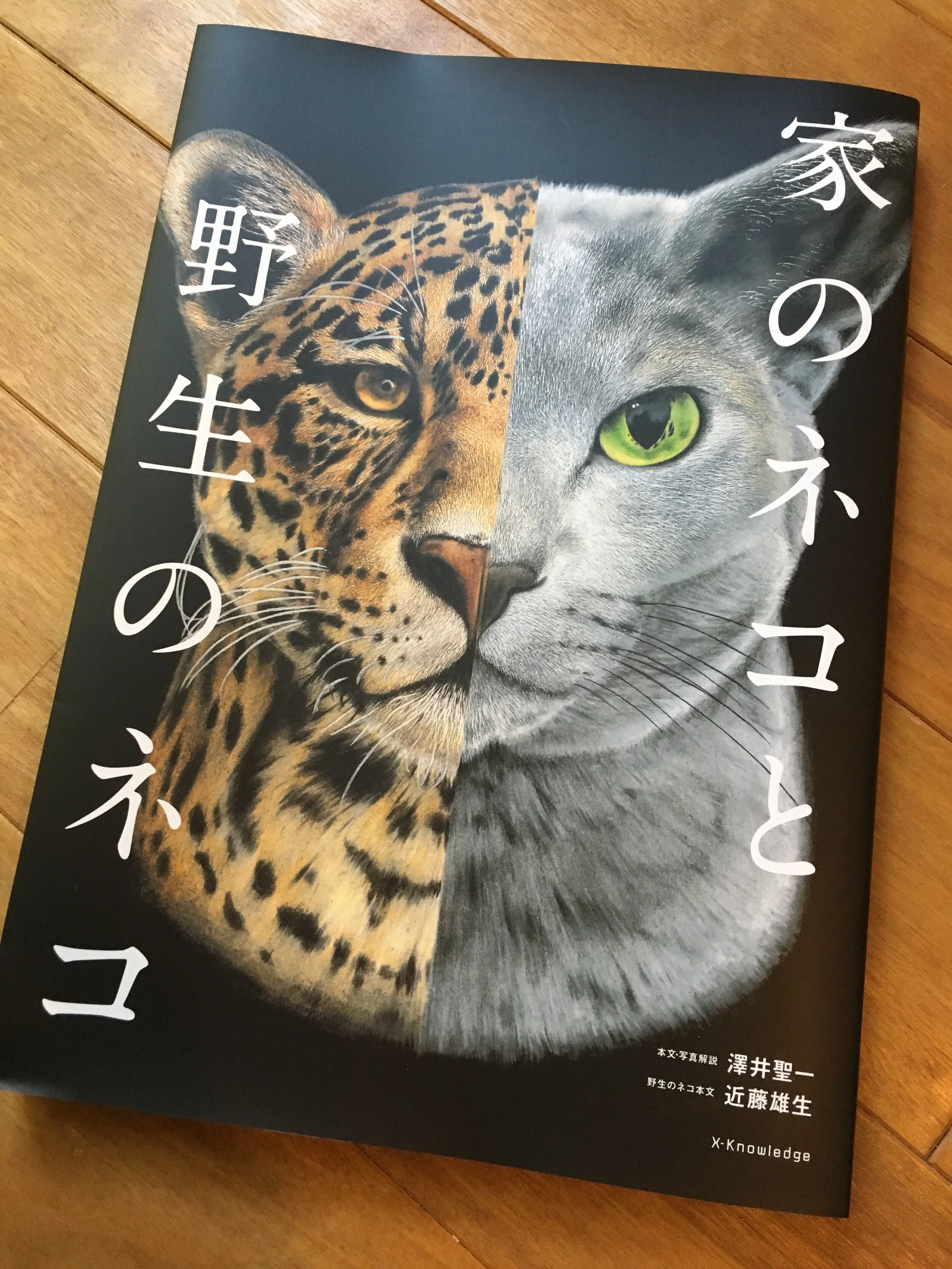 家のネコと野生のネコ エクスナレッジ 19年8月発売 Yuki Kondo Writer