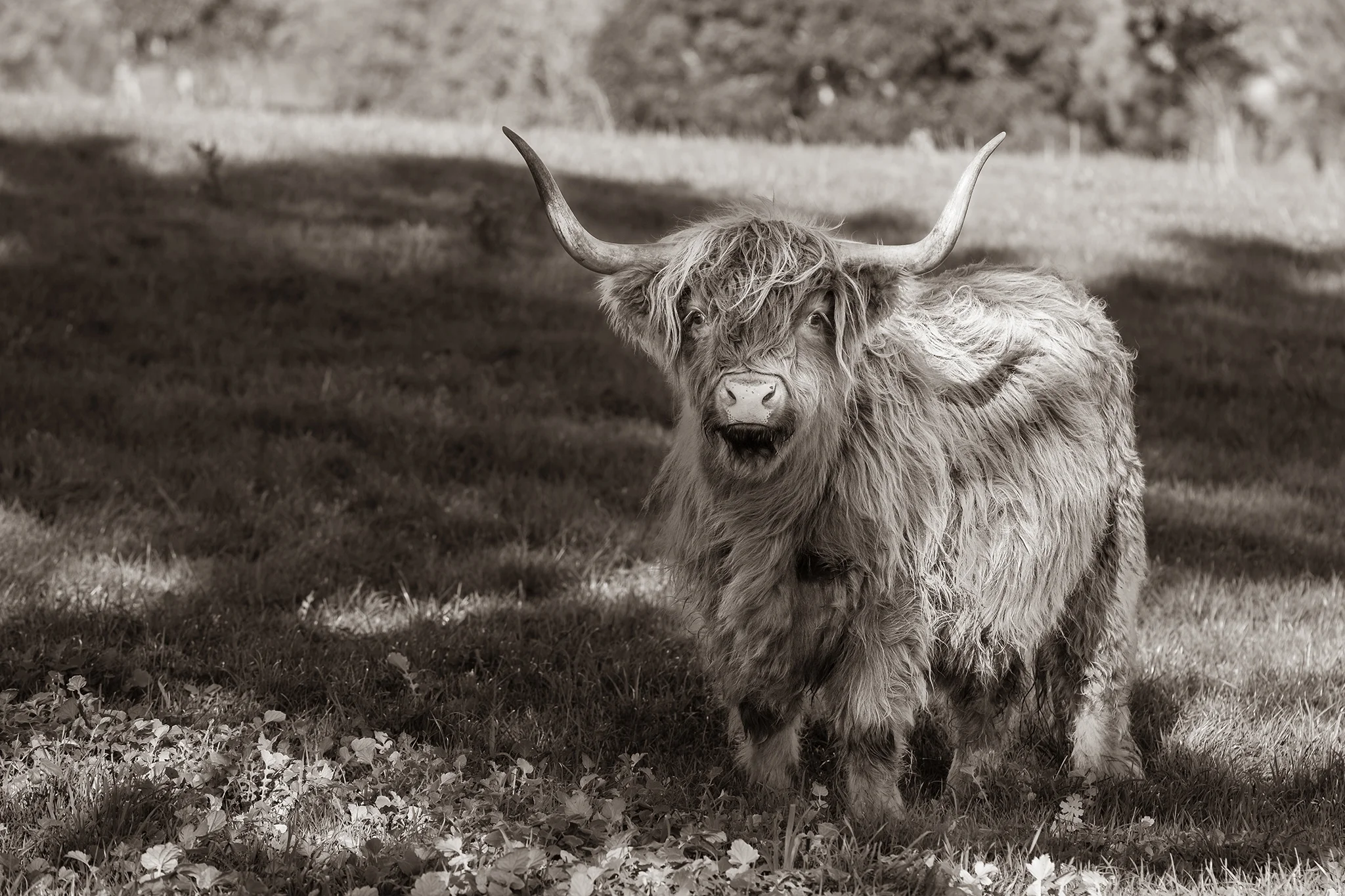 Scruffy small web File.jpg