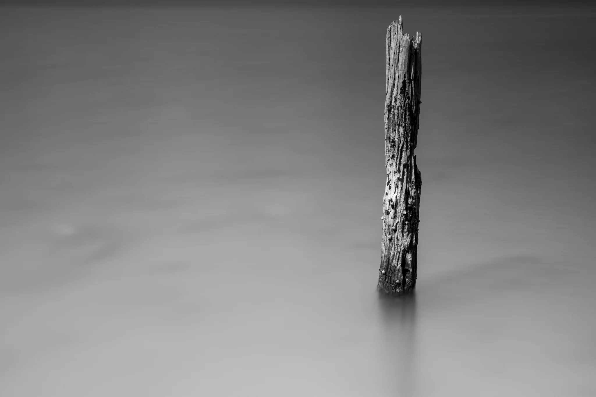 Determined Original BnW.jpg