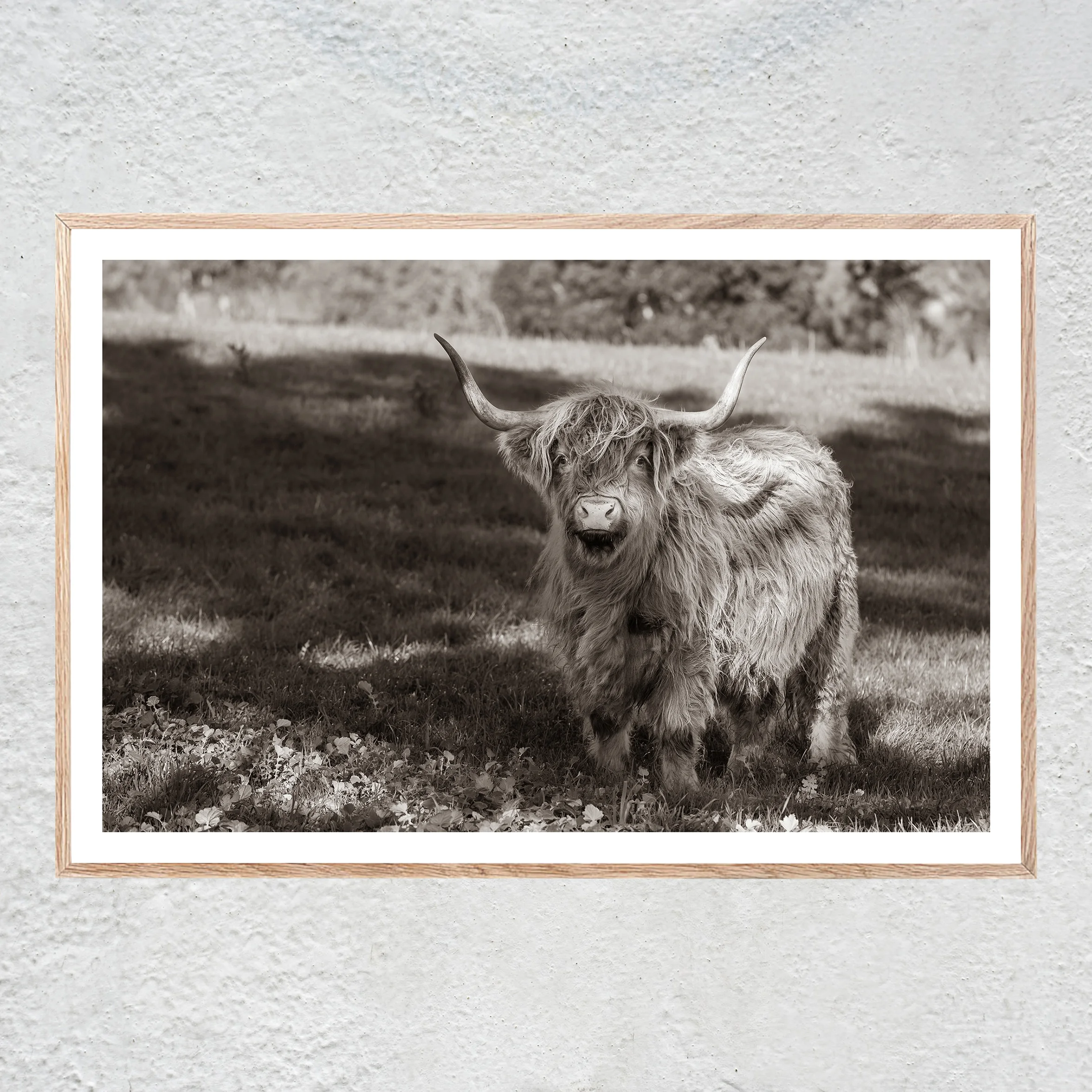 Scruffy with White Border Oak Centered No 2 sq white concrete wall.jpg