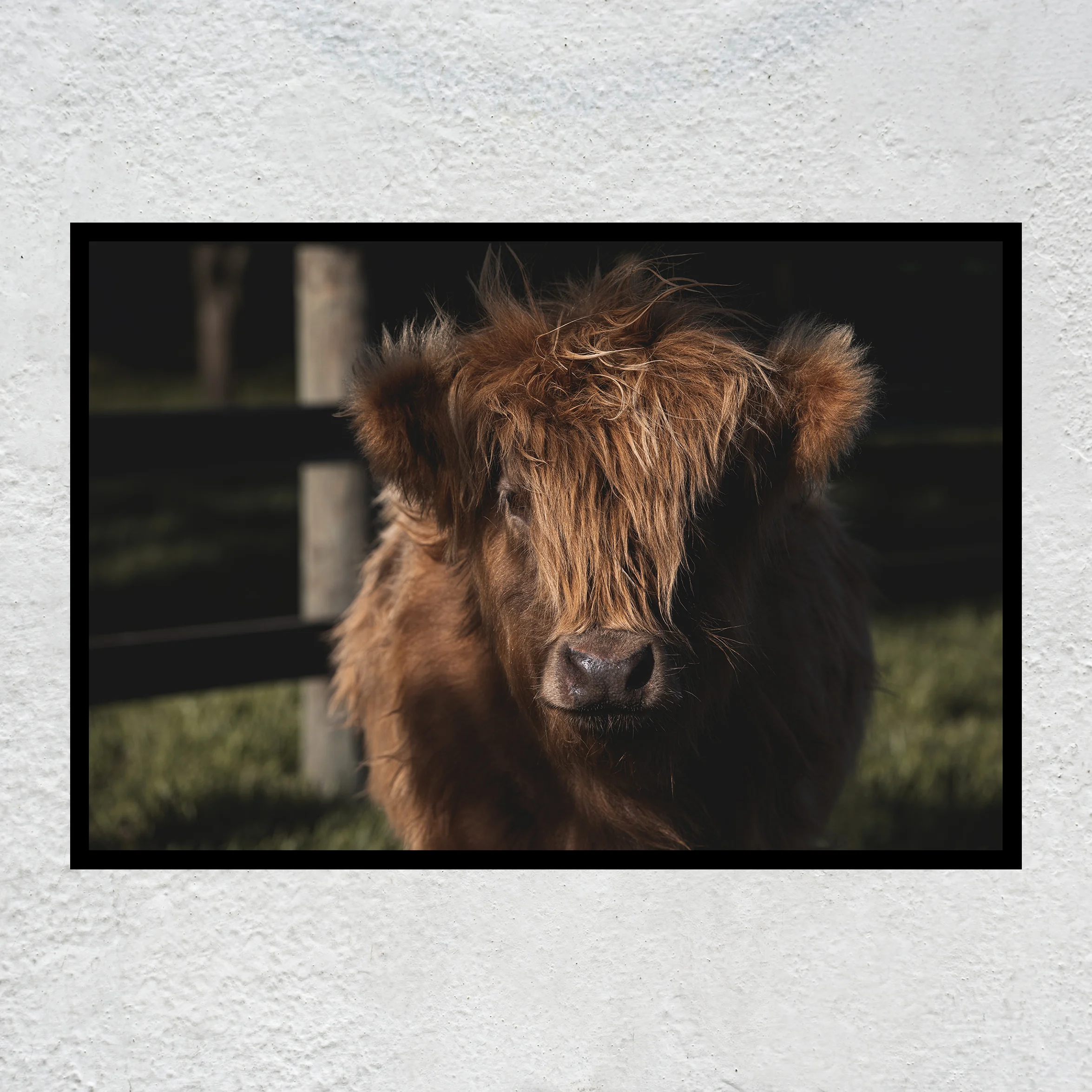 Butterscotch Black frame sq white concrete wall.jpg