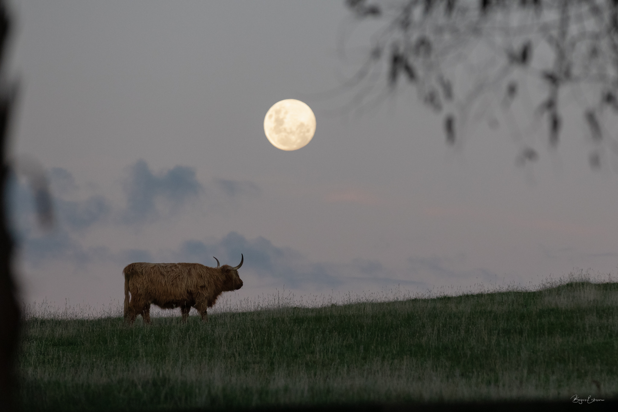 Highland Moonrise signed.jpg