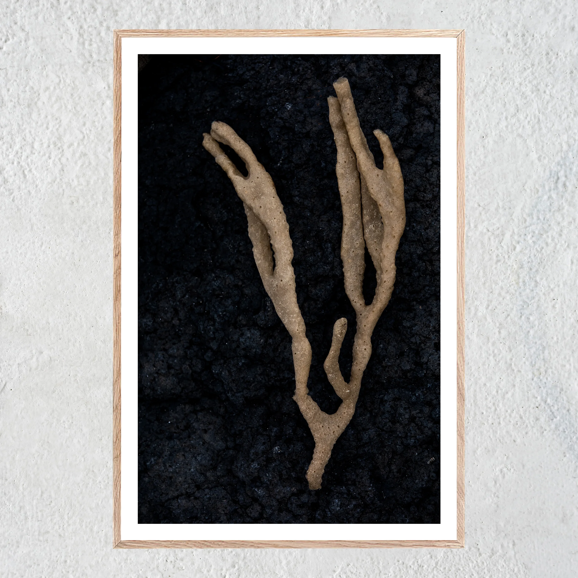 Coral Textures wb Portrait Oak Centered No 2 sq white concrete wall.jpg