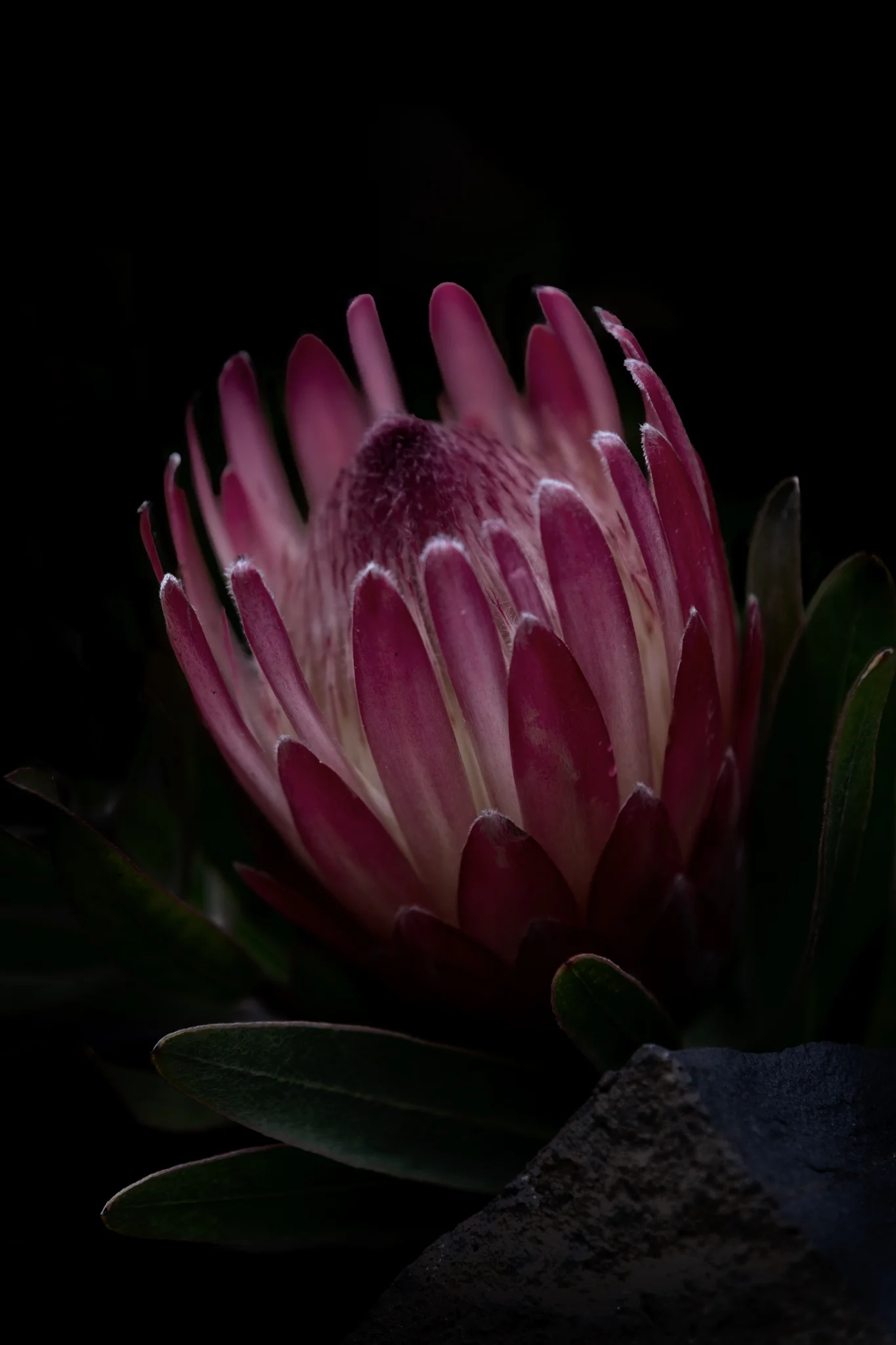 Protea of Hearts Original File.jpg