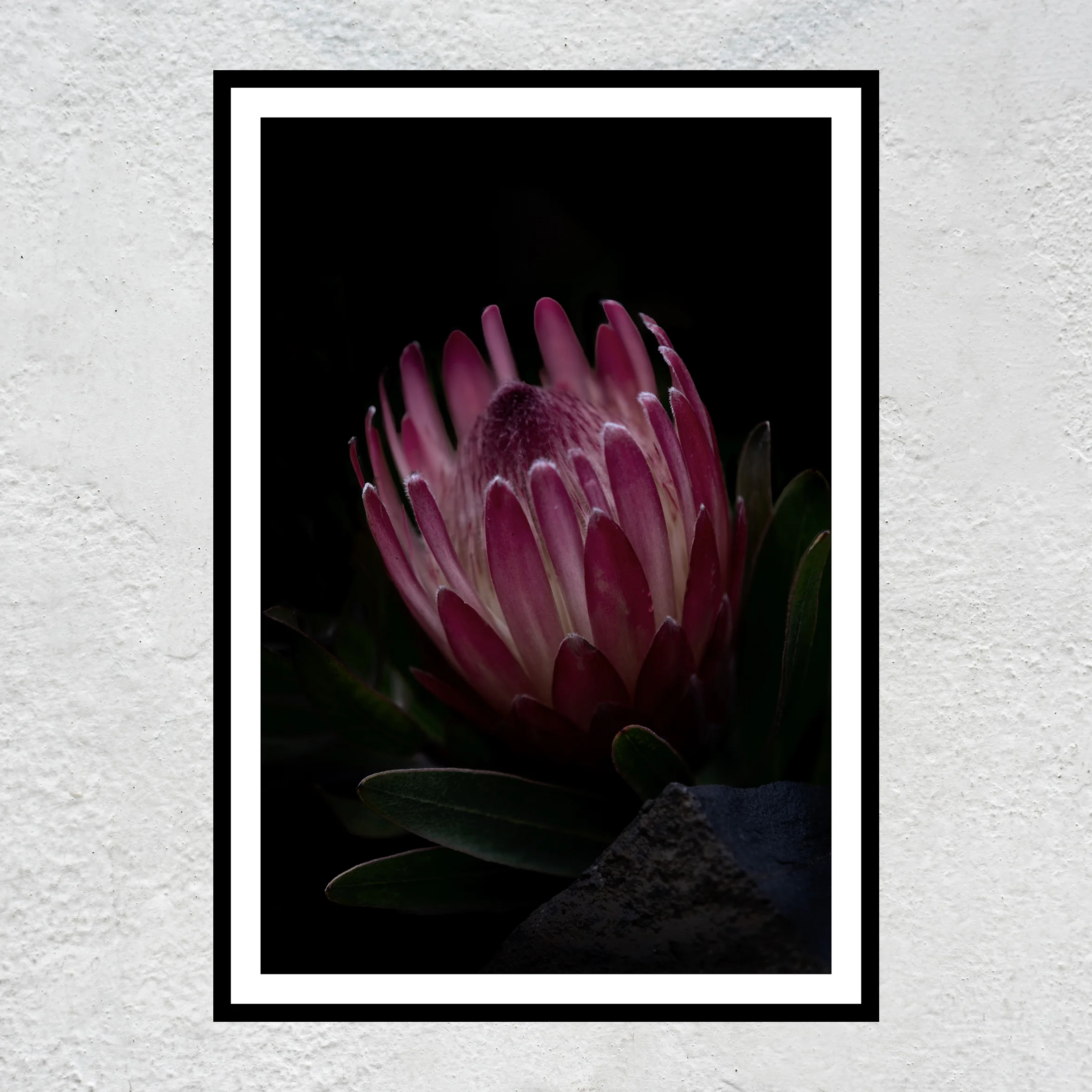 Protea of hearts WB sq white concrete wall.jpg