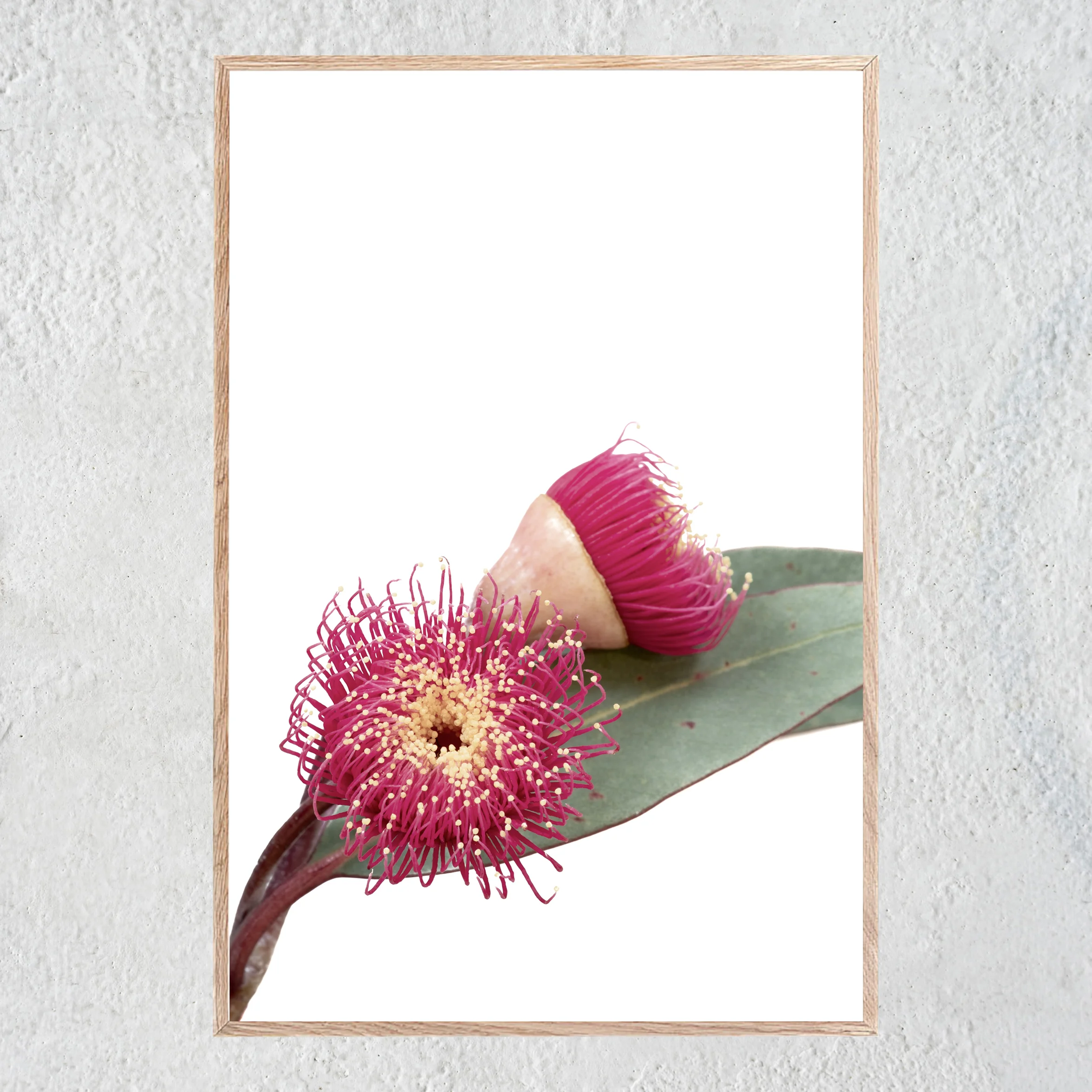 In Bloom Oak Portrait Oak Centered No 2 sq white concrete wall.jpg