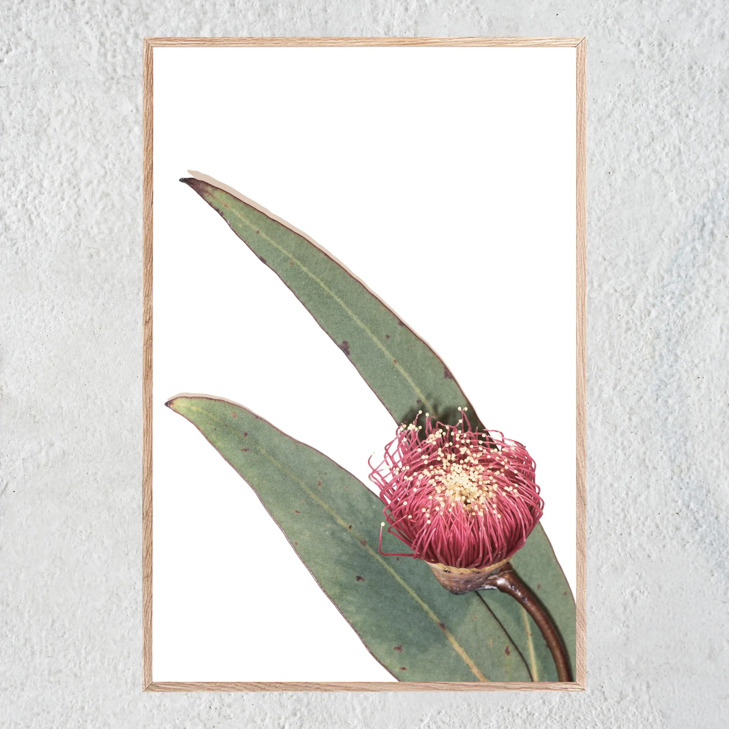 Gumnet Flower 1 nwb Portrait Oak Centered No 2 sq white concrete wall.jpg
