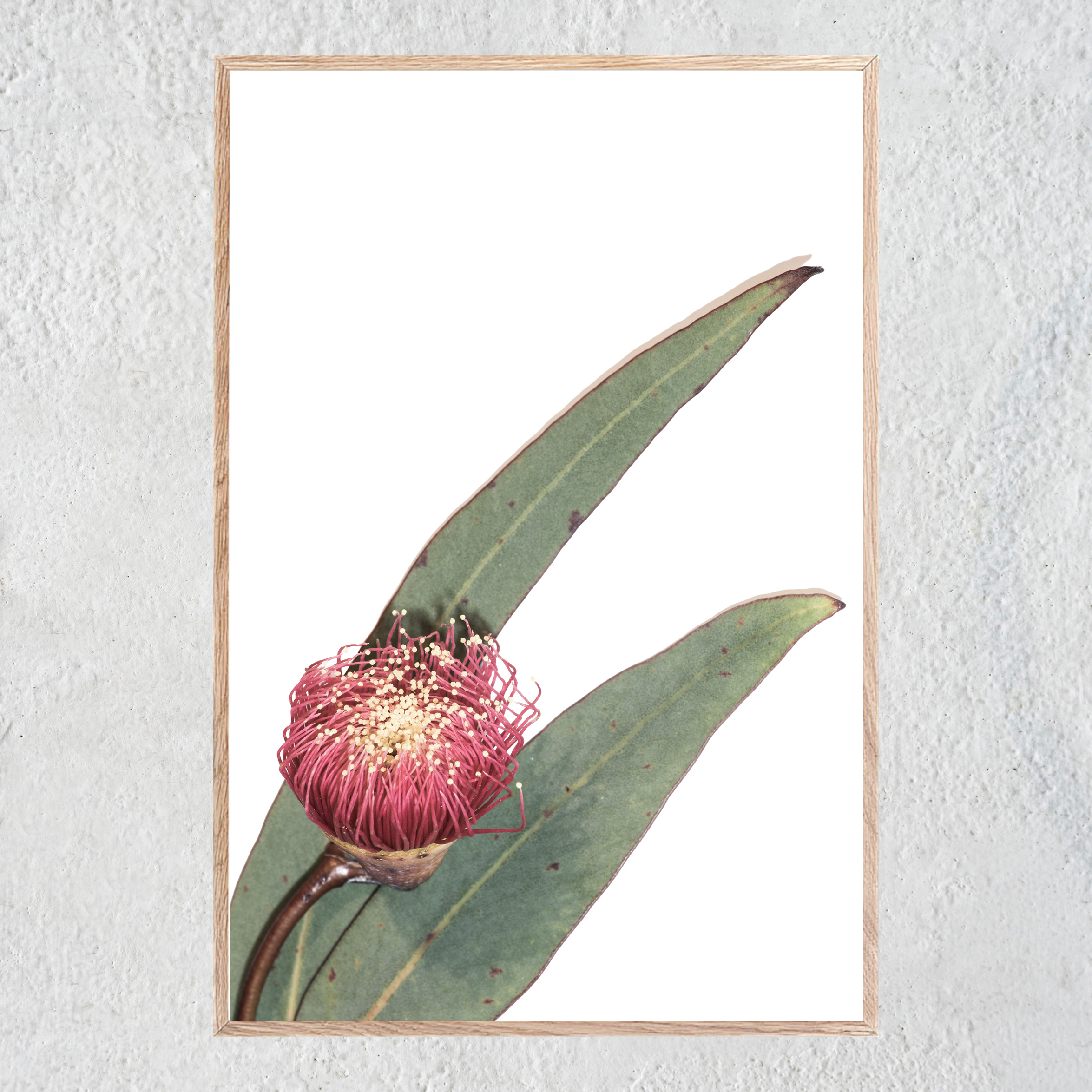 Gumnut Flower 2 Oak Portrait Oak Centered No 2 sq white concrete wall.jpg