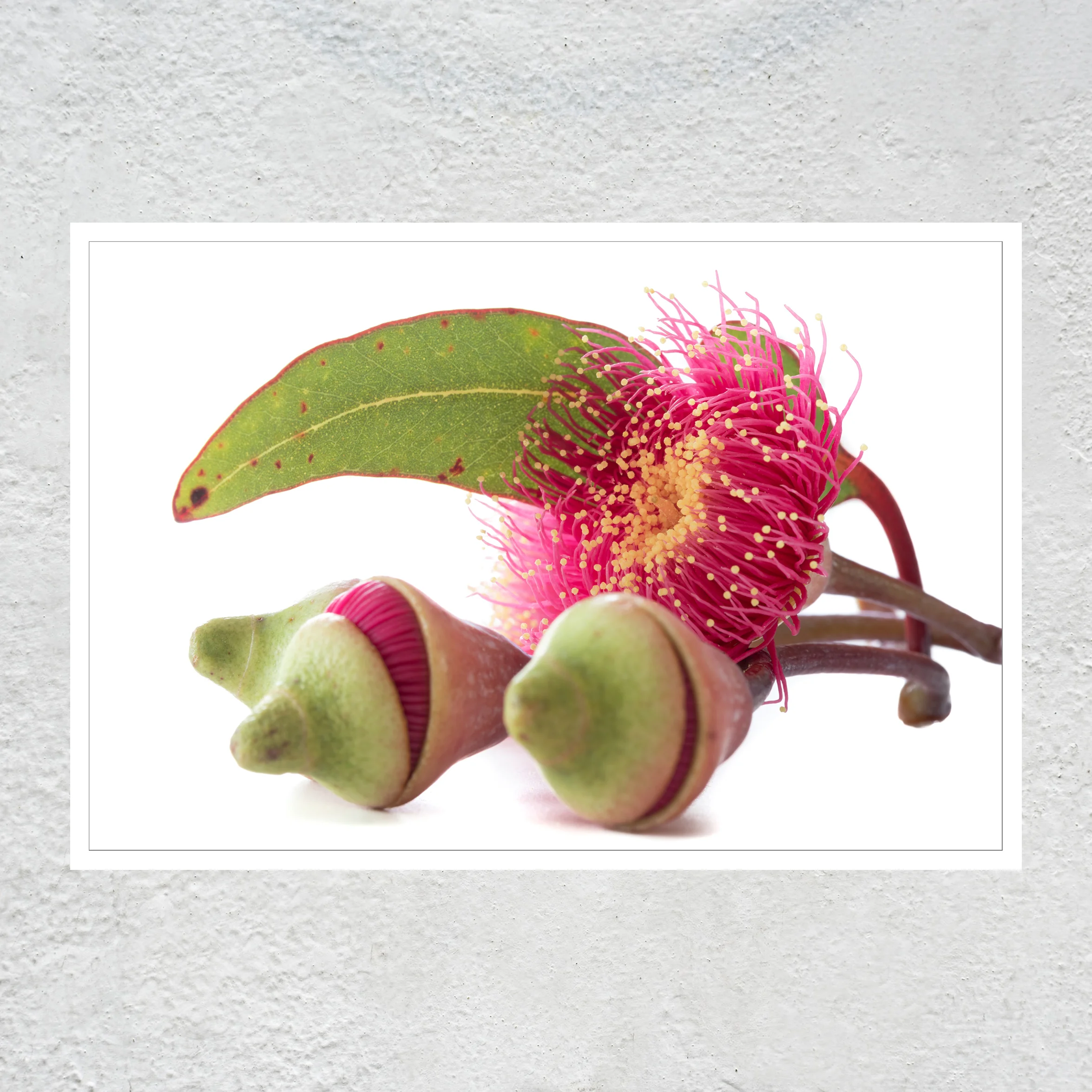 Gumnut Babies Bloom white sq white concrete wall copy.jpg