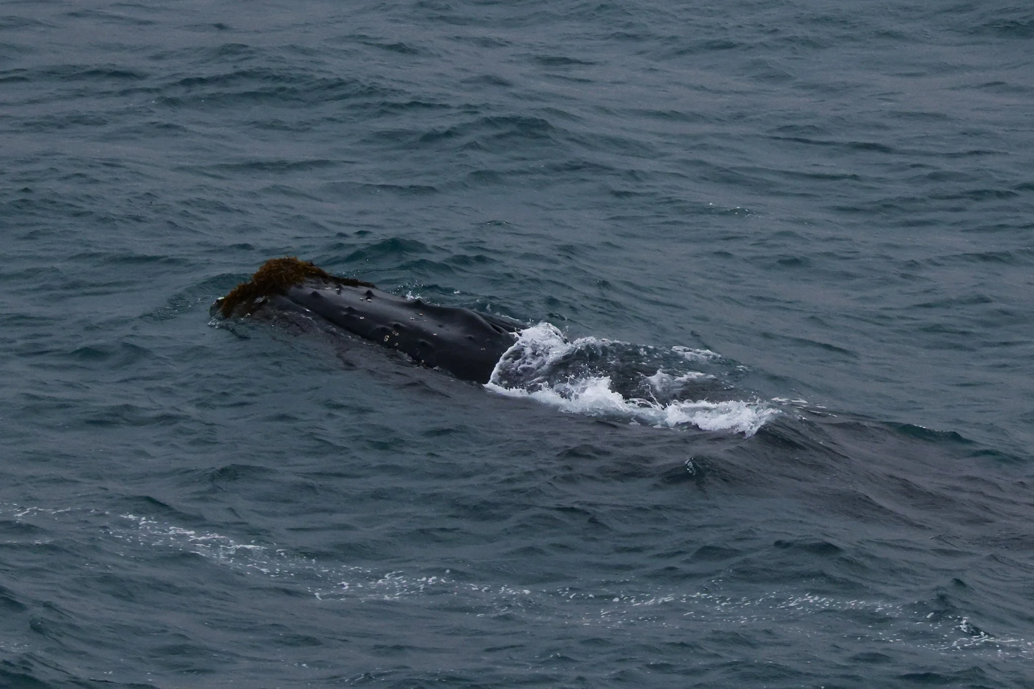 CS 29062022 Whale Pod 2-3.JPG